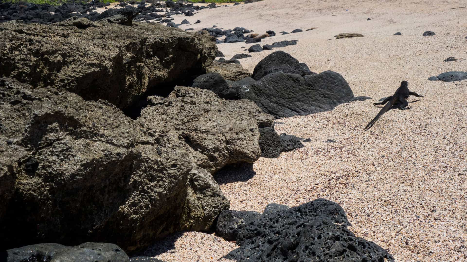 A detailed shot of an endemic Marine Iguana (Amblyrhynchus cristatus) basking on the dark, rugged lava rocks at Playa de los Perros on Santa Cruz Island in the Galapagos, Ecuador. The iguana, the only marine lizard in the world, is resting near the shoreline.