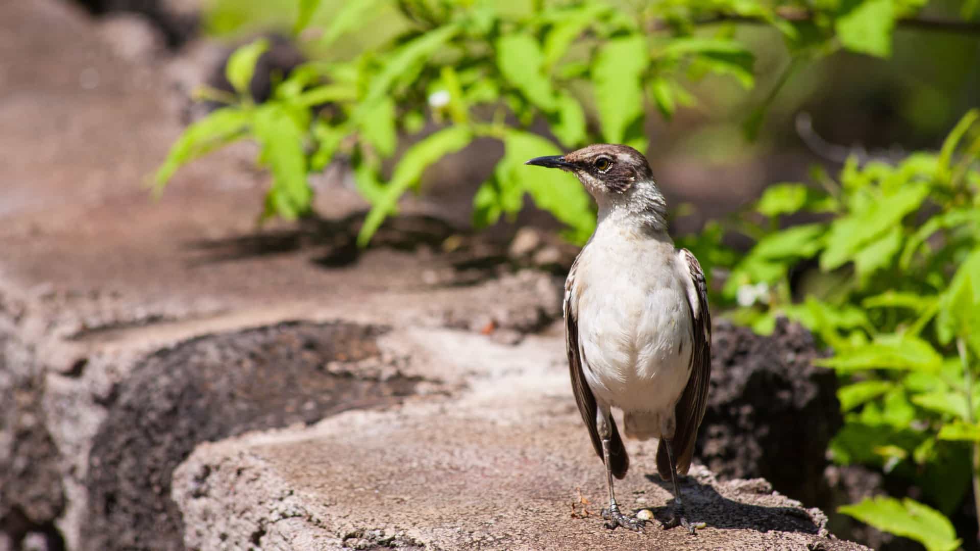 A Blue-footed Booby (Sula nebouxii) stands on a dark, volcanic rock in the Galapagos Islands, Ecuador. The bird is seen in profile or three-quarters view, prominently displaying its large, distinctive bright blue webbed feet.