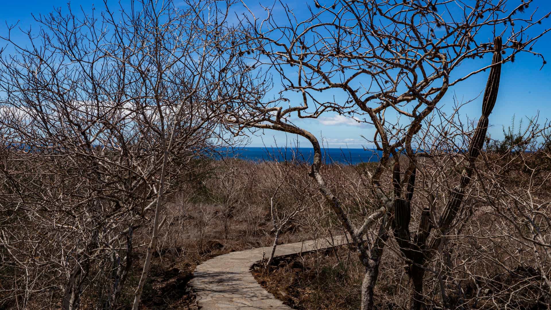 A nature trail winding through a lush green forest in the Galapagos Islands, Ecuador. The path features a simple wooden bridge or walkway that crosses a small ravine or stream, framed by dense tropical foliage and trees.