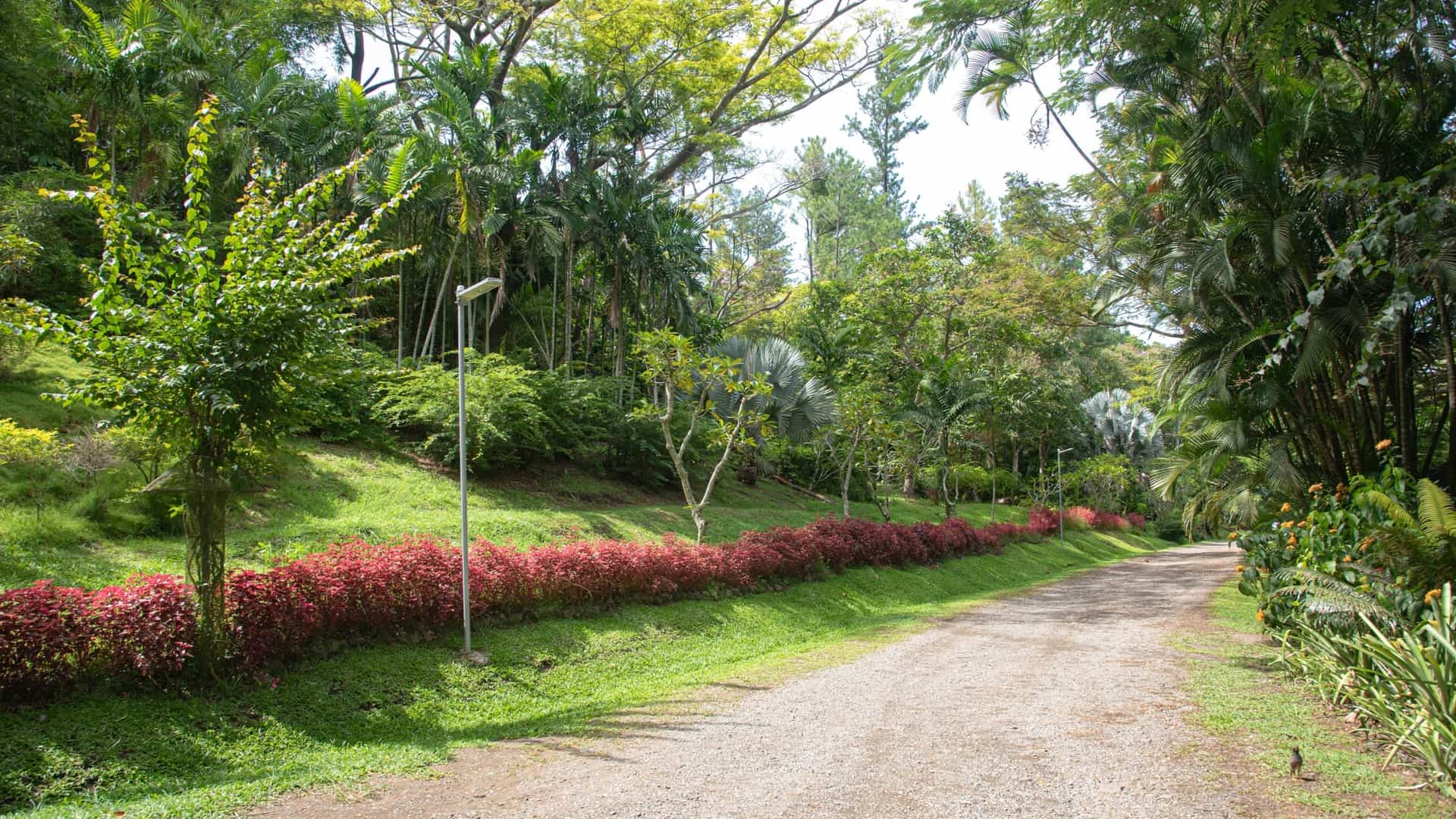 A tranquil view of a wide gravel pathway winding through the lush, tropical Lautoka Botanical Gardens in Fiji. The path is bordered by a bright green lawn and a long, striking, low hedge of red-foliage shrubs. The background is filled with a dense canopy of tall tropical trees and palms under a sunny sky.