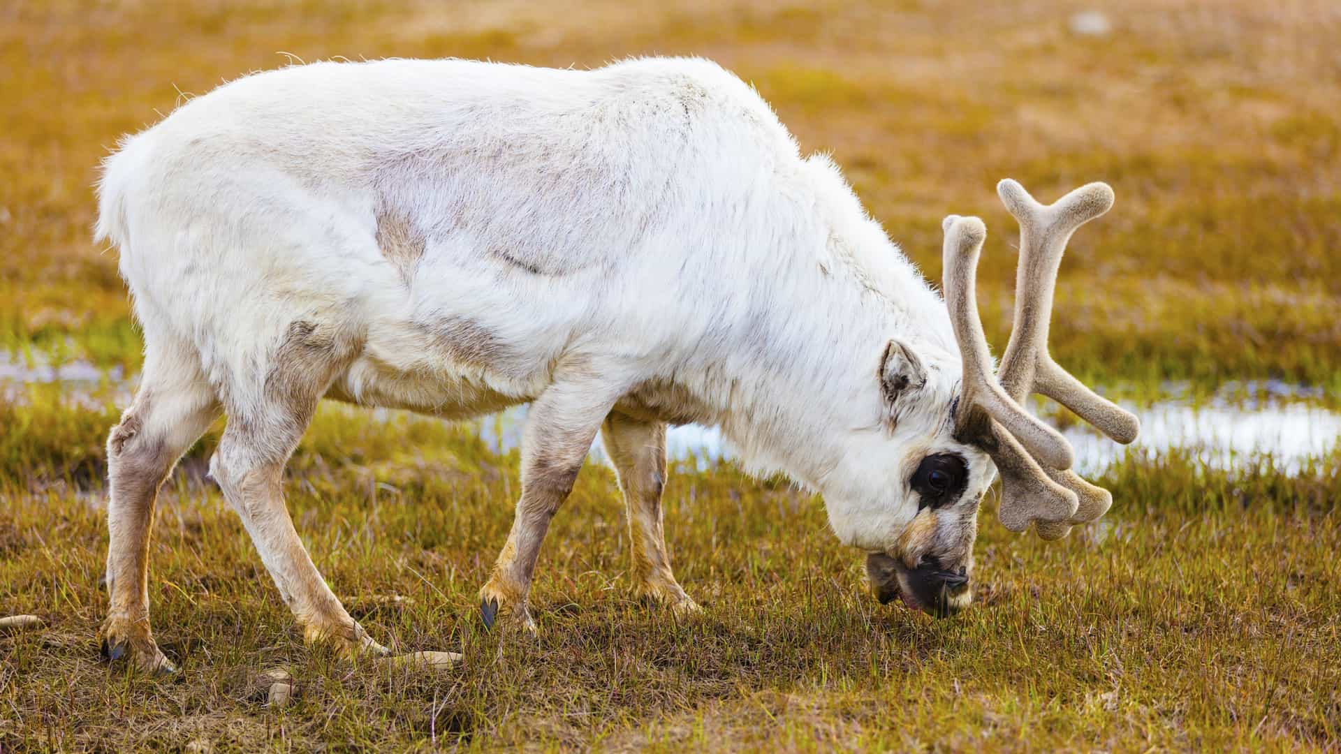 A Svalbard reindeer (Rangifer tarandus platyrhynchus) with thick, creamy white fur and large, velvety antlers grazes on the low-lying tundra in the Adventdalen Valley, Svalbard, Norway. The animal is captured mid-graze in a wide, Arctic landscape.