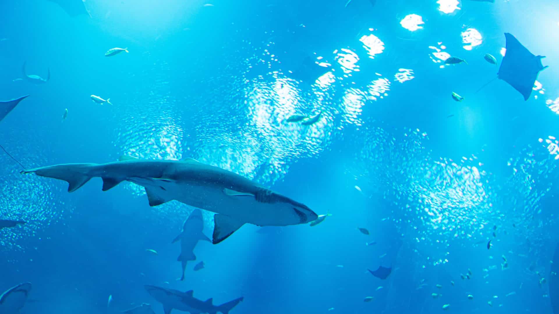A dramatic underwater photo from the Aquarium of the Pacific showcasing a large, spotted shark swimming near the glass of a tank. The shark is viewed from below, creating a silhouette against the bright light filtering down from the water's surface, surrounded by several smaller fish.