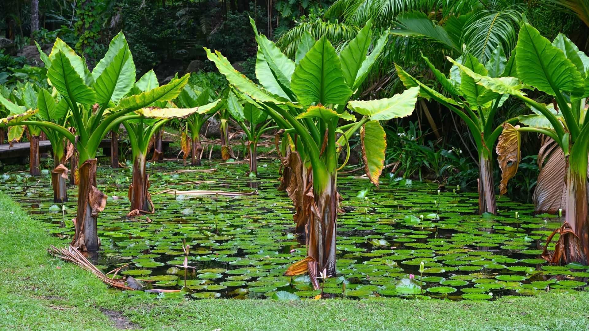 A scenic view of an ornamental pond with lush tropical vegetation at the Botanical Garden in Victoria, Seychelles. The image shows a serene pond with large leafed aquatic plants in the foreground, surrounded by a dense variety of green foliage, palm trees, and other tropical plants. The scene is bright and highlights the vibrant, natural beauty of the garden.