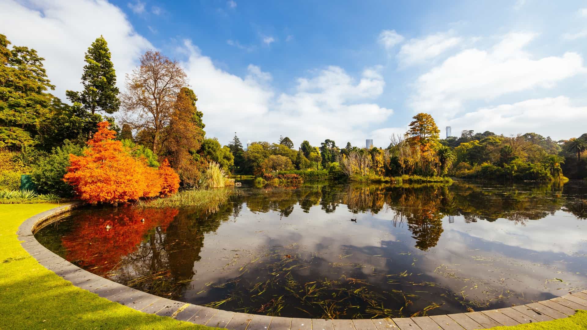 A serene and colorful autumnal scene at the Royal Botanic Gardens Victoria in Melbourne, Australia. The photo captures a path meandering through a collection of trees with vibrant yellow, orange, and red foliage, reflecting the changing seasons. The image conveys a peaceful atmosphere, highlighting the garden's diverse collection of plants.
