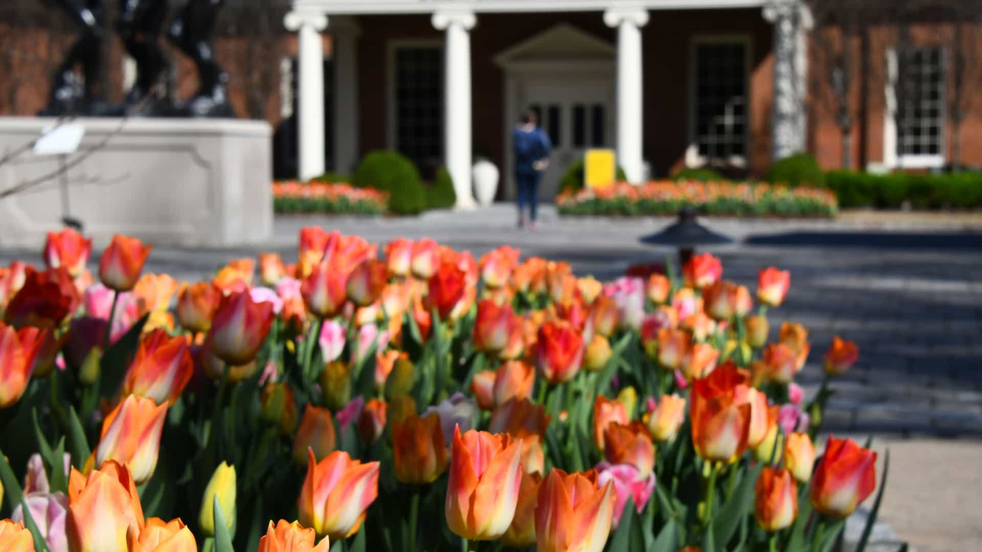 A vibrant springtime display of beautiful, large orange tulips blooming profusely in a formal garden bed at the Dixon Gallery and Gardens in Memphis, Tennessee. The flowers are densely clustered, with lush green foliage providing a striking contrast to the bright orange petals, set against a backdrop of trees and a sunny path.