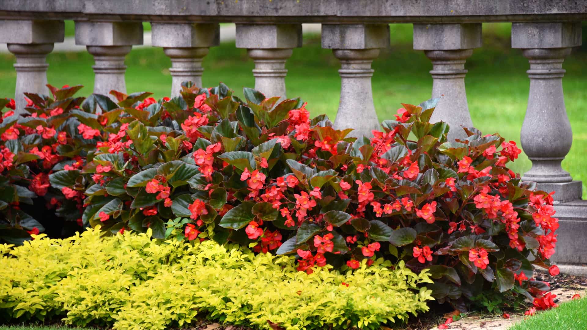 A detailed view of the white, classical stone balustrade forming part of the elaborate landscaping at Overton Park in Memphis, Tennessee. The balustrade curves around a manicured garden area, bordered by bright red blooming flowers under a clear summer sky.