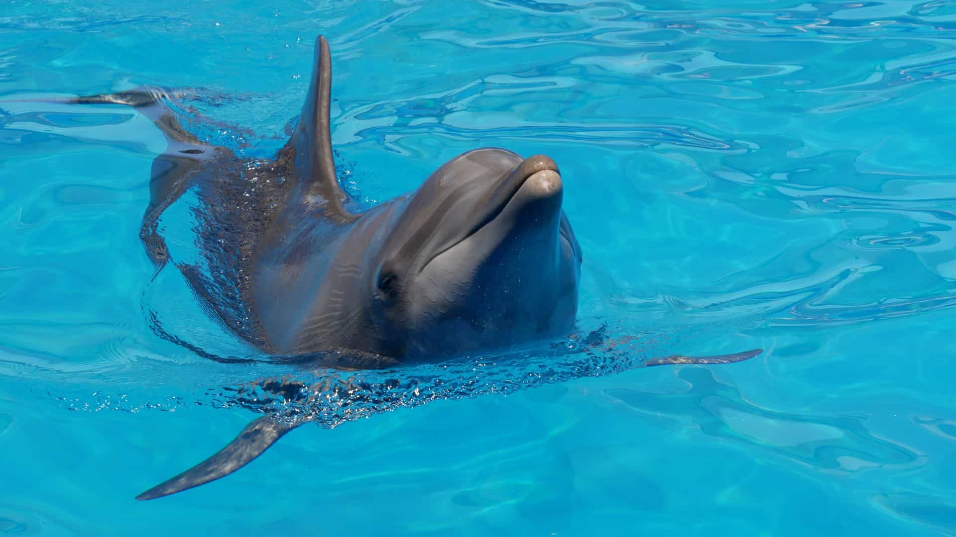 A photograph from the Miami Seaquarium showing a happy dolphin (likely a bottlenose dolphin) completely leaping out of the water during a performance. The dolphin is captured mid-air against a backdrop of blue water and stadium seating, often with a trainer visible nearby, signifying the entertaining acrobatic show at the Florida oceanarium.
