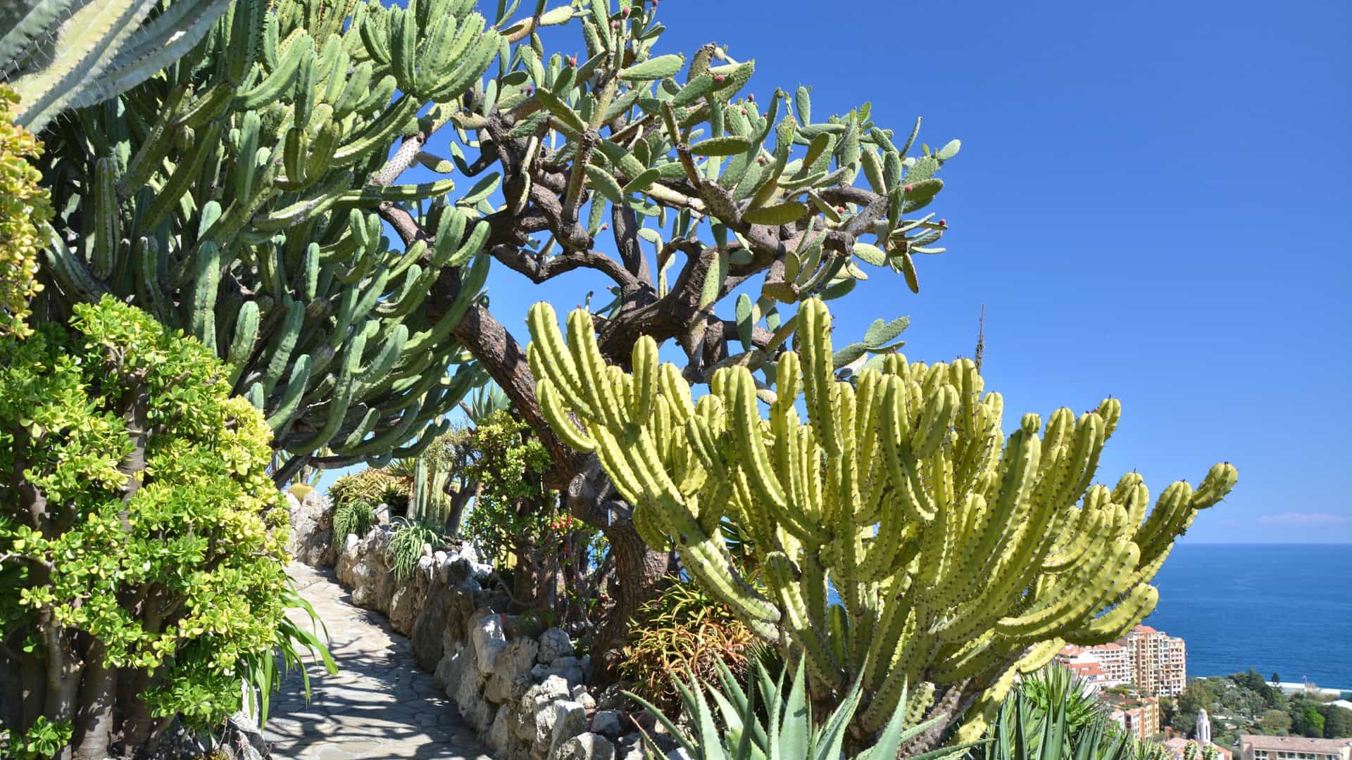 A view of a narrow, winding alley within the Exotic Garden of Monaco. The path is surrounded by a dense collection of diverse succulent plants, including a variety of large cacti with unusual shapes. The cliffside setting of the garden is visible, offering a glimpse of the surrounding landscape and showcasing the garden's unique, elevated position.