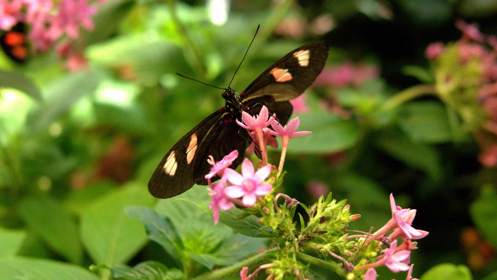 A vibrant photograph inside the tropical habitat of the Audubon Butterfly Garden and Insectarium in New Orleans. Multiple colorful butterflies, possibly including a Blue Morpho or Monarch, are seen fluttering among lush green foliage and flowering plants, demonstrating the high-humidity, enclosed environment.