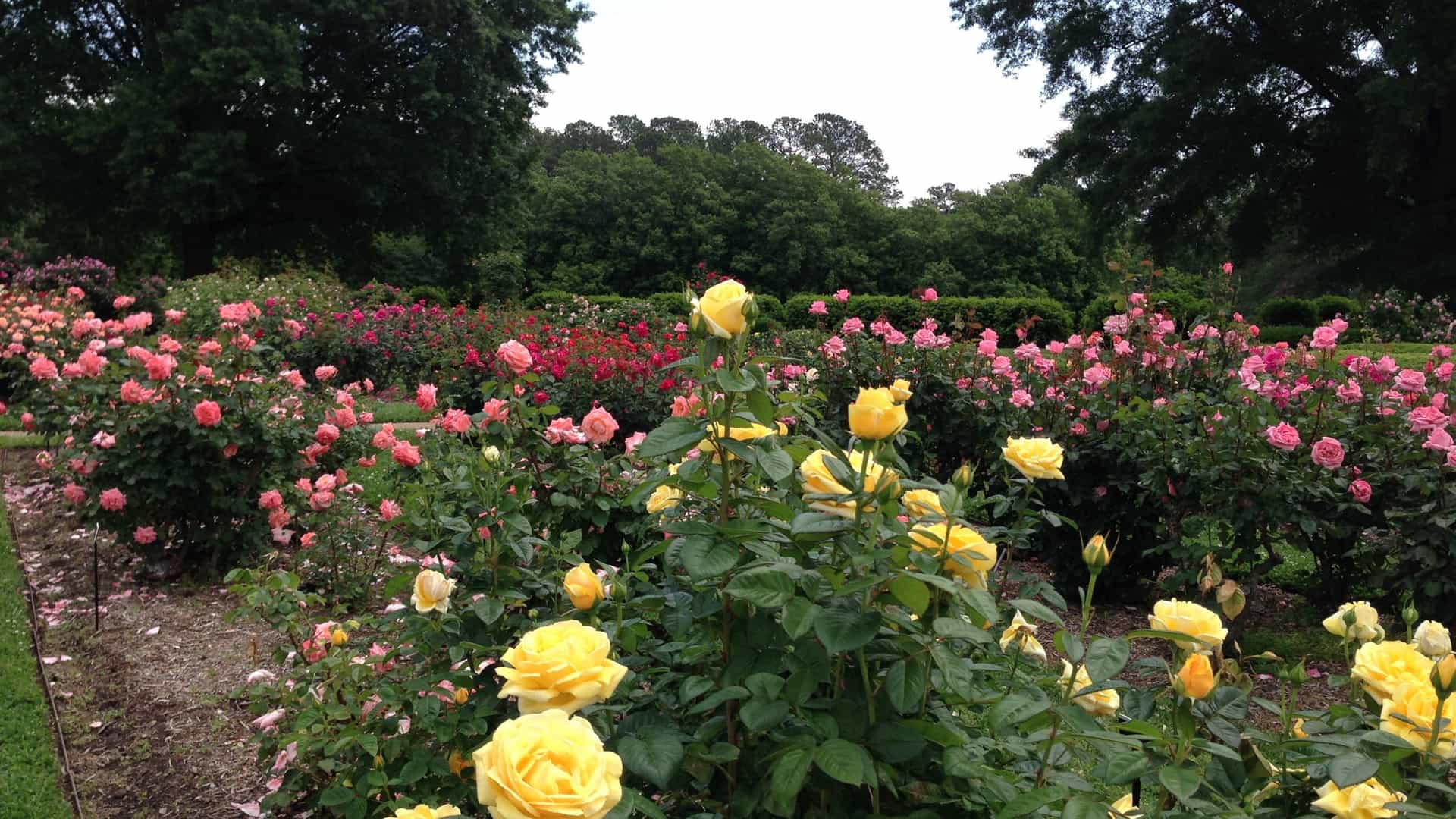 A vibrant rose garden in full bloom at the Norfolk Botanical Garden in Norfolk, Virginia. The image shows a variety of colorful roses, including pink, yellow, and red, with a manicured lawn and a fountain in the background.