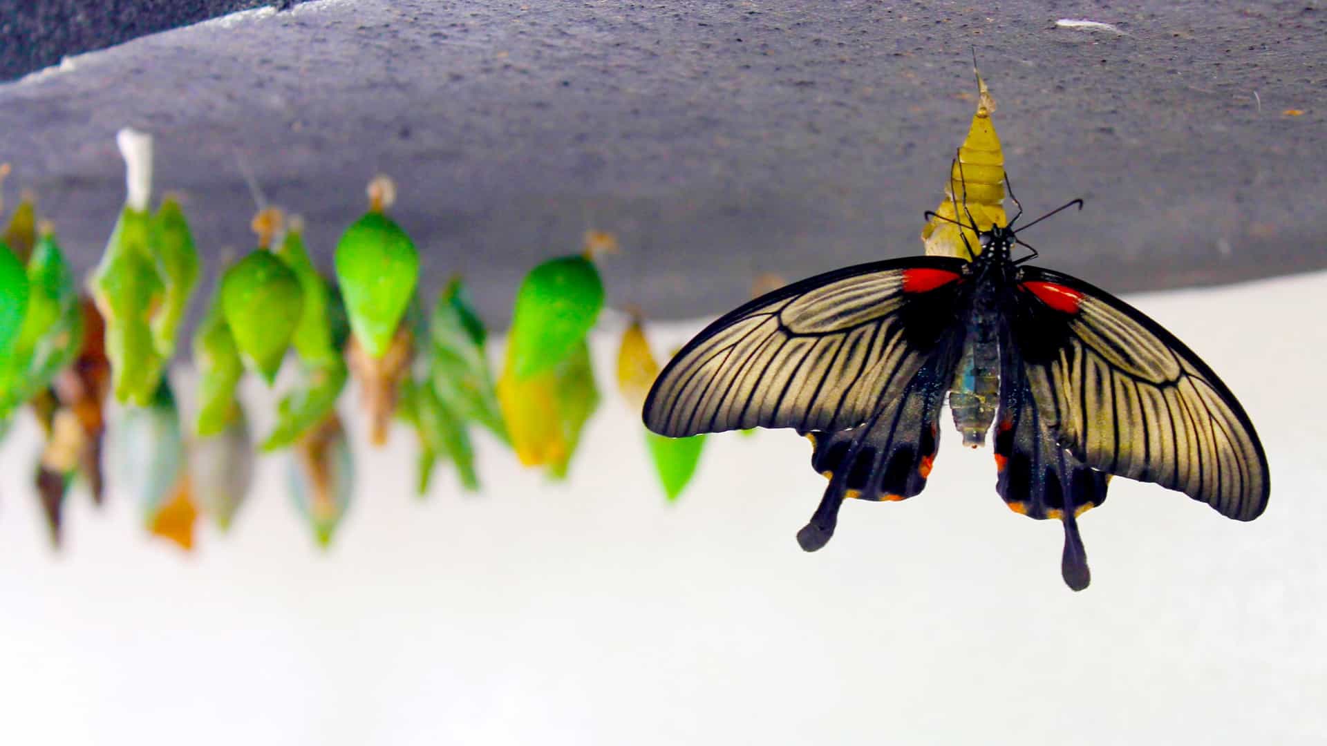 A high-detail, close-up photograph of a brown and black-patterned butterfly (likely a Monarch or Queen) actively emerging from its pale green chrysalis. The butterfly is partially visible, clinging to the outside of the chrysalis case on a branch or leaf, with its wings still soft and folded. The focus highlights the delicate texture of the insect and the natural process of metamorphosis.