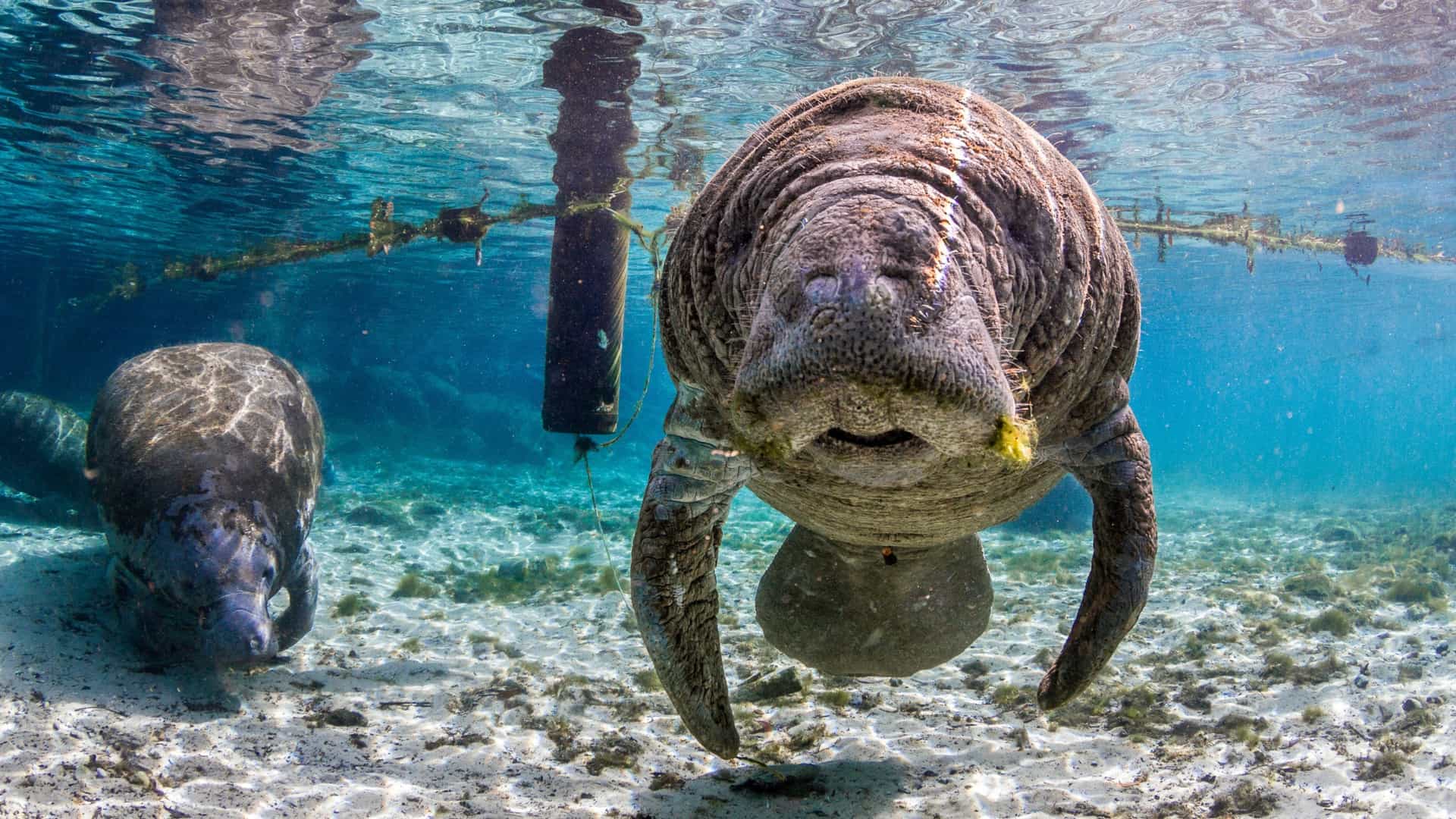 An underwater view of a Florida manatee swimming in the clear, blue-green spring waters, likely at Manatee Springs State Park. The gentle sea mammal is the main subject, surrounded by submerged vegetation and natural light filtering from the surface.