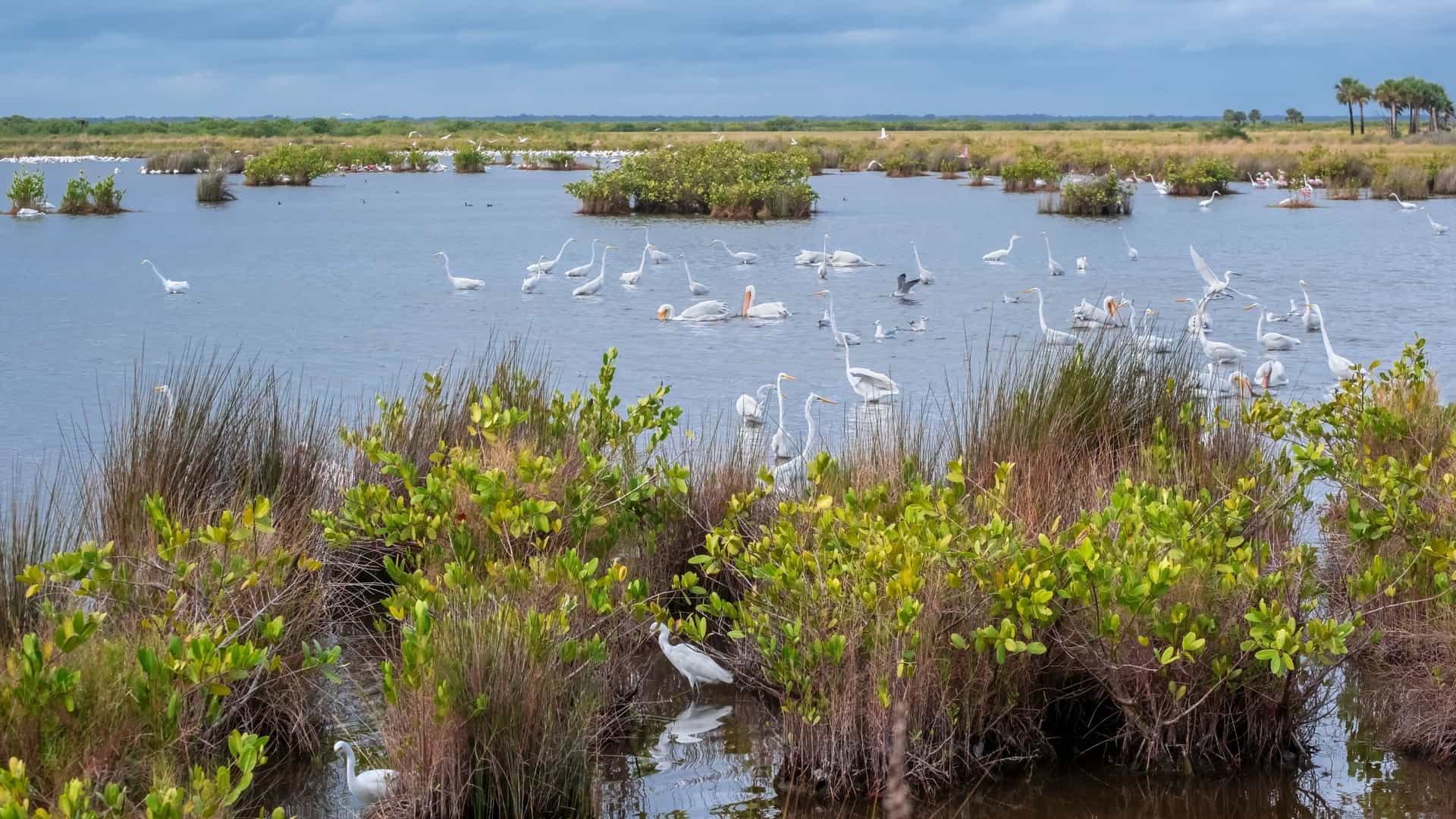 A serene view of a marsh at Merritt Island National Wildlife Refuge in Florida, with several long legged wading birds, possibly Roseate Spoonbills and egrets, wading in the calm, reflective water. The sky above is a tranquil blue with scattered clouds, and the scene is framed by tall, dry grasses.