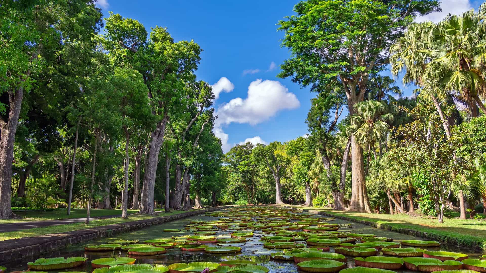 A peaceful scene of a water garden with large, round lily pads, also known as Victoria amazonica, floating on the surface. The deep green leaves have a distinctive texture and some have a red tint on the underside. A delicate white lotus flower with a yellow center blooms in the center of the image, contrasting with the dark, tranquil water and lush greenery in the background.
