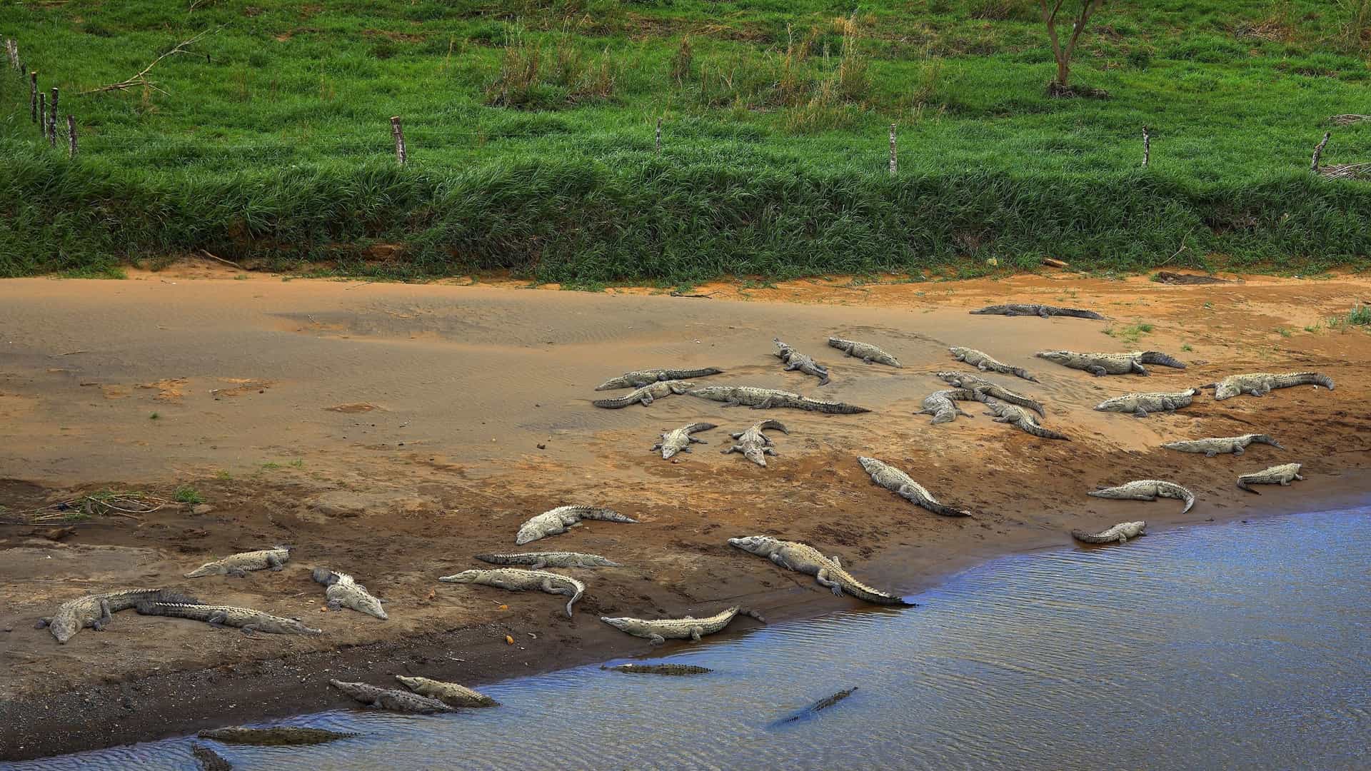 A photograph of several American crocodiles (Crocodylus acutus) resting or swimming in a muddy river, often identified as the Tarcoles River in Costa Rica. The image typically shows multiple crocodiles clustered together near the riverbank, with some partially submerged in the murky brown water and others basking on the mud or sand. The scene captures the reptiles in their natural habitat, often highlighting their distinctive pale gray green to brown coloration.