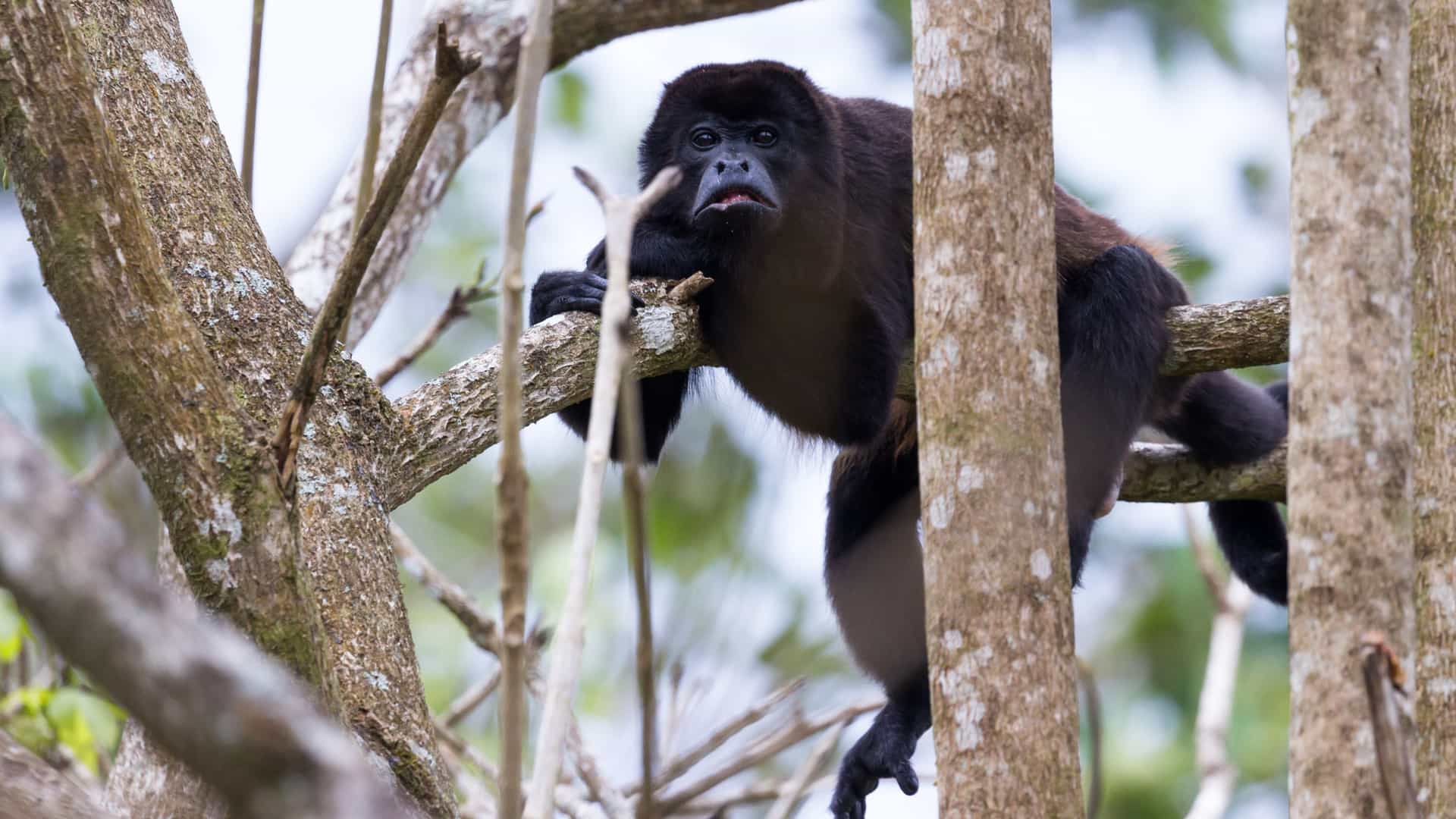 A close up of a howler monkey with dark fur perched on a tree branch in a dense, lush green rainforest canopy, possibly within Carara National Park in Costa Rica. The monkey is looking directly at the viewer.