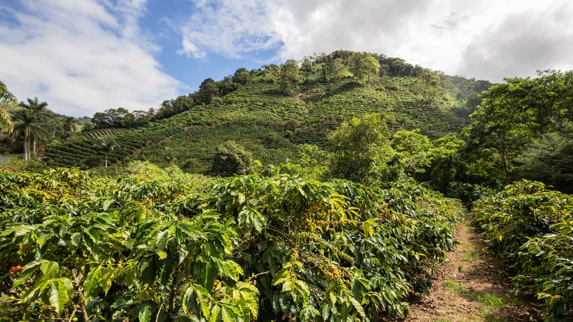 A bright, panoramic photograph of a lush coffee plantation on a hillside in Costa Rica. Rows of green coffee plants with deep red coffee cherries (berries) cover the rolling, steep terrain. In the background, the landscape is dominated by dense, tropical mountains under a clear sky, typical of Costa Rica's central valley coffee regions.
