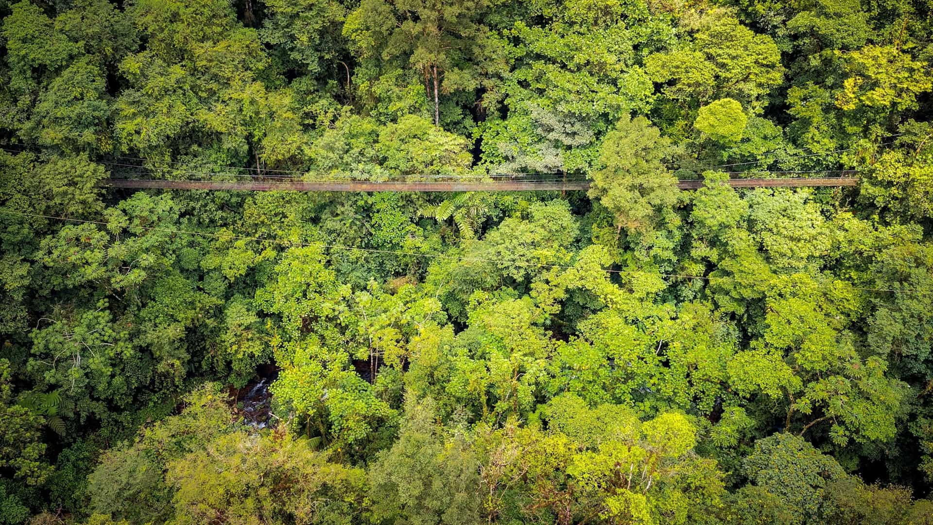A thrilling view of a hanging suspension bridge and zipline stretching across the dense, misty canopy of a rainforest in Costa Rica. The bridge is supported by cables and features wooden planks, offering an aerial perspective over the lush green tropical foliage, typical of cloud forest nature parks.