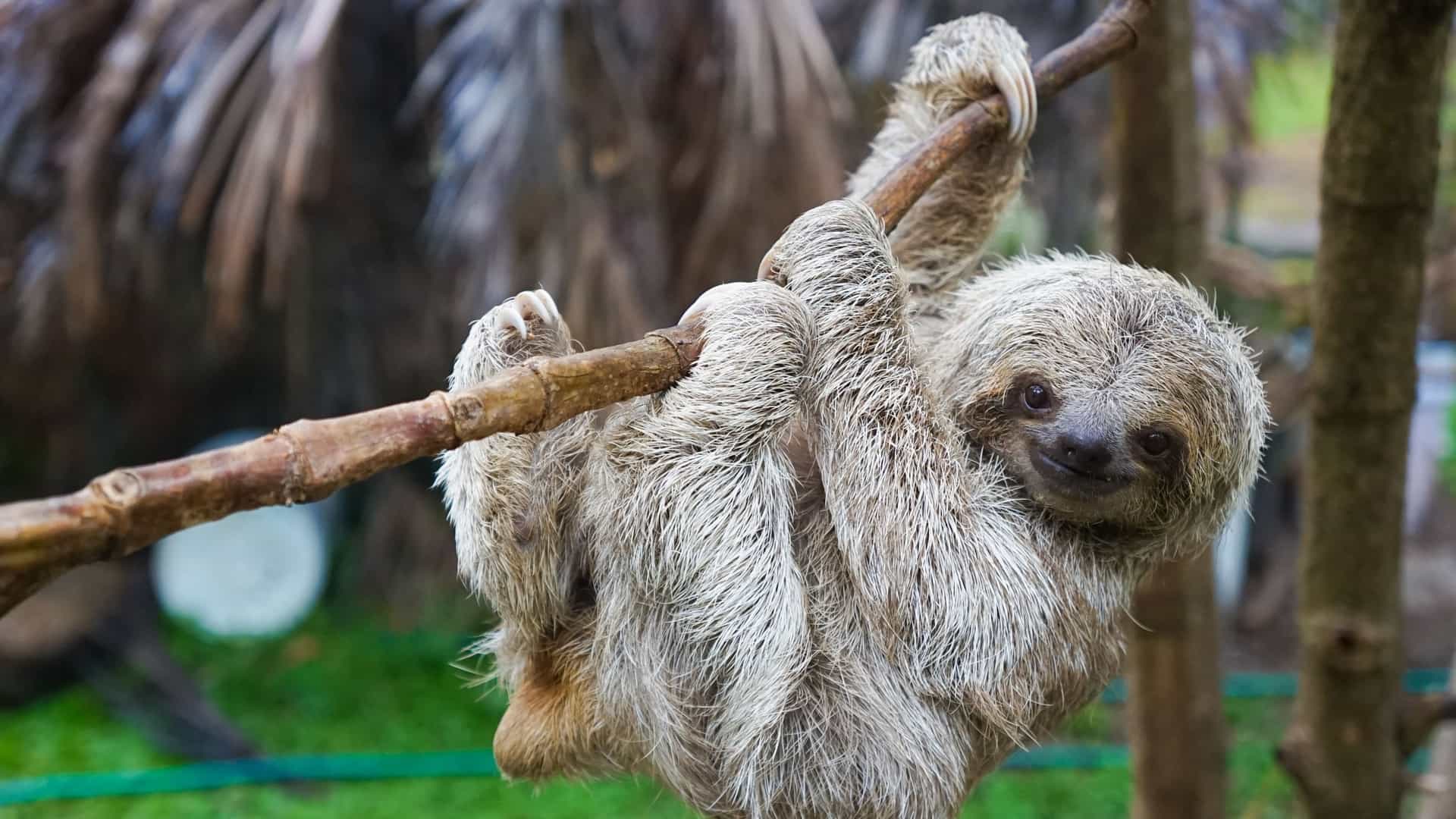 Close up of an adult two toed sloth with shaggy light brown fur, hanging from a thick wooden branch inside a sanctuary enclosure, looking toward the camera.