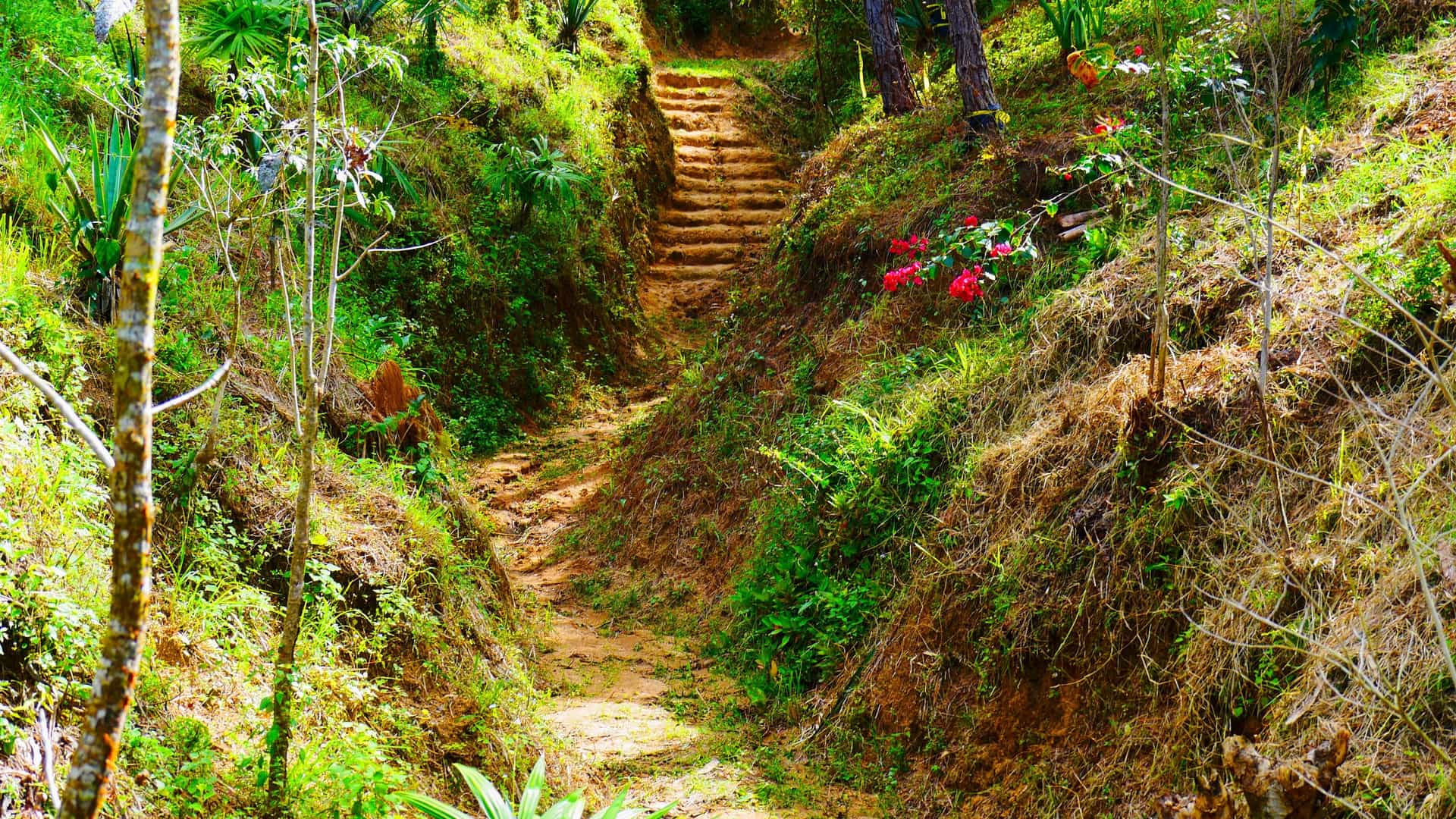 A photograph of a steep, narrow dirt and stone trail winding up a lush, tropical hillside within the Vallarta Botanical Gardens in Puerto Vallarta, Mexico. The path features crude steps cut into the earth and is tightly flanked by dense green foliage, ferns, and trees, with bright sunlight filtering through the canopy.