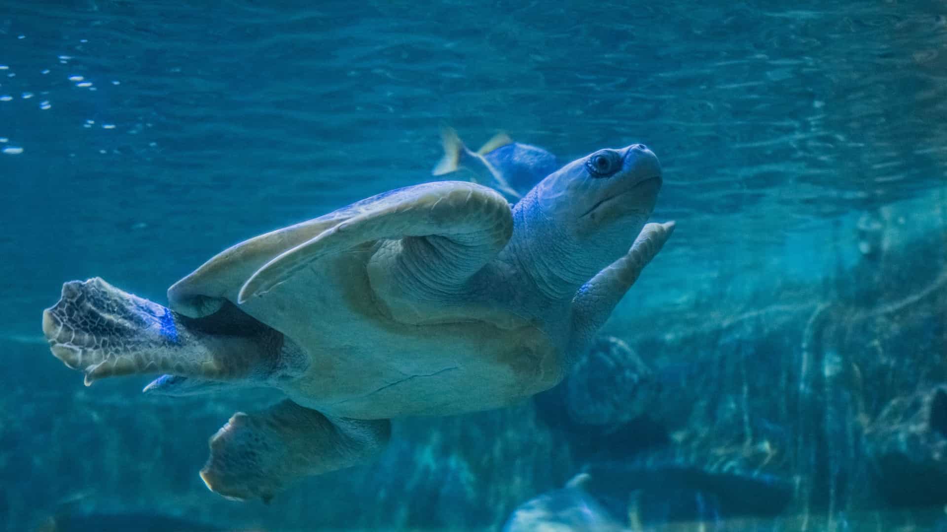 A clear, close-up underwater photograph of a juvenile sea turtle swimming in a bright blue tank, likely an exhibit at the Parque Marino del Pacífico. The turtle's flippers are extended, and the water is clean and well-lit, highlighting the beautiful details of the marine reptile.