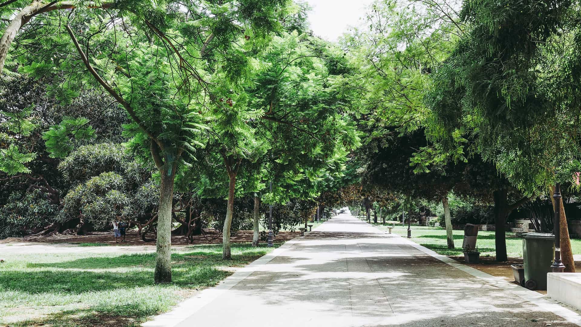 A serene view within the Public Gardens (Giardini Pubblici) of Ravenna, Italy. The photograph shows a paved walkway or path lined with rows of mature trees, leading toward the magnificent, white facade of the Basilica of Santa Maria in Porto in the background. The scene suggests a quiet, historic park setting adjacent to the monumental church.