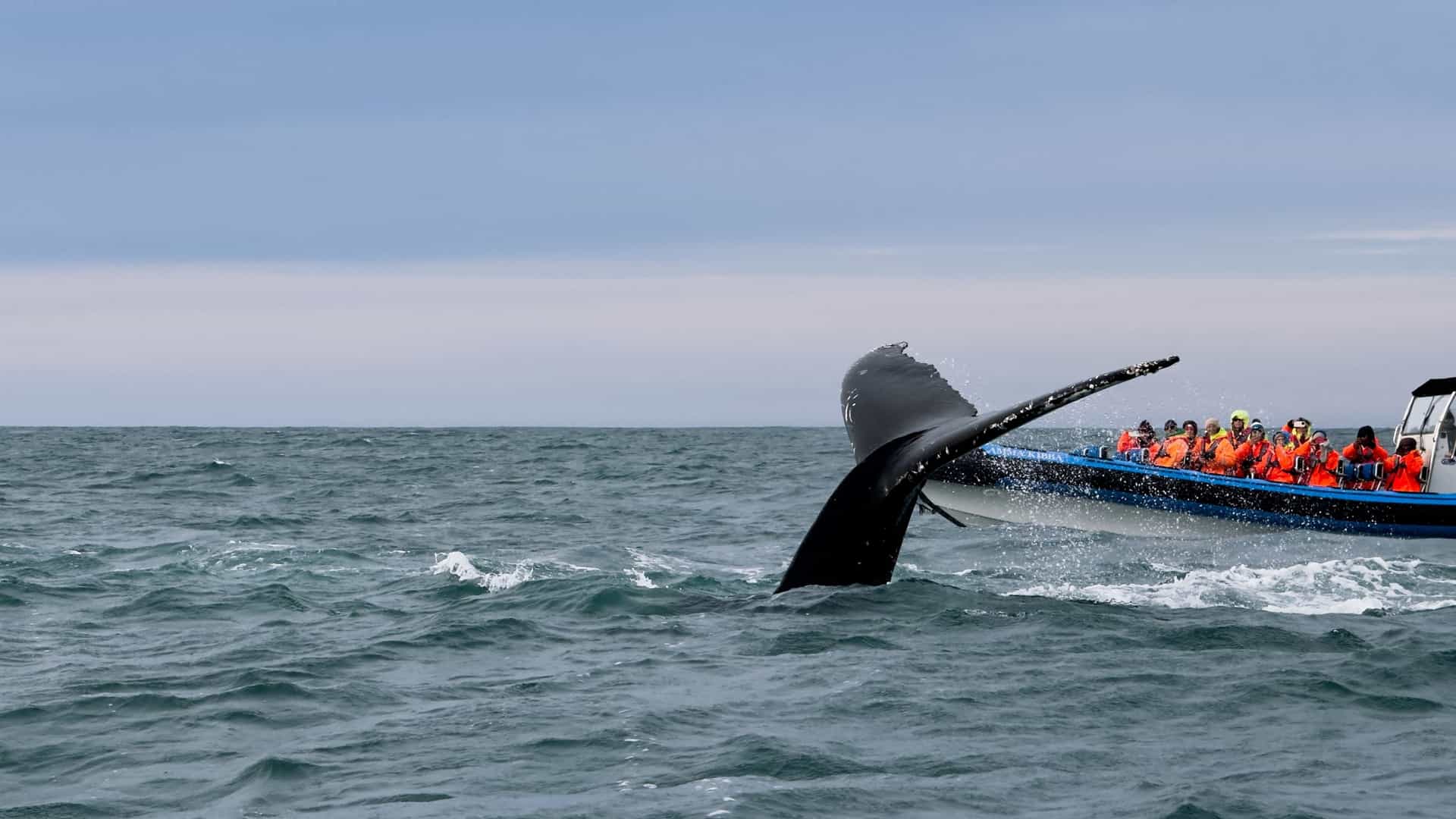A whale-watching vessel with numerous tourists aboard sails on the cold, choppy waters off the coast of Iceland. The passengers are focused on a large marine mammal, likely a Humpback Whale, which is seen surfacing in the distance.