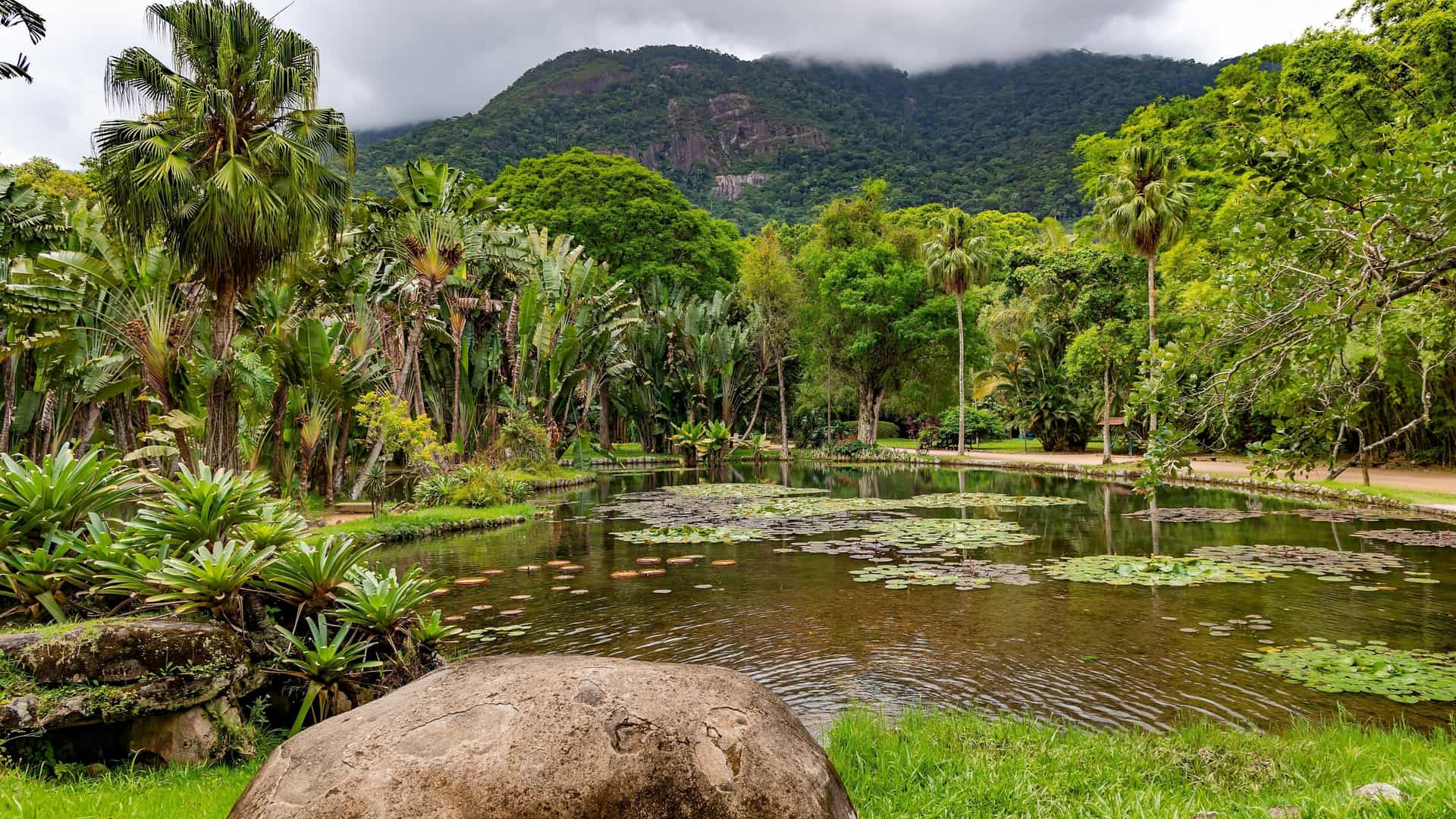 A lush, tranquil view of a pond in the Rio de Janeiro Botanical Garden (Jardim Botânico). The water surface is covered in large, circular, floating green leaves of the Victoria Water Lily. Tall, dense tropical trees and rainforest foliage surround the pond, creating a dense, jungle-like setting under a bright sky.
