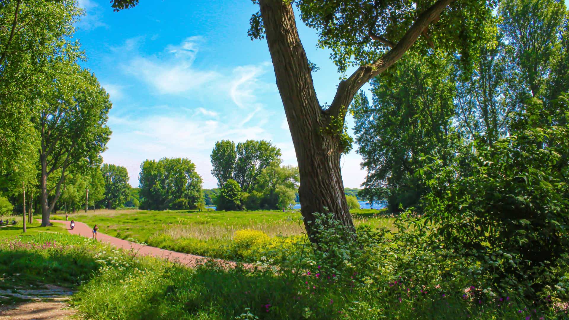A scenic view of the Kralingse Plas lake in Rotterdam on a bright, sunny day. The tranquil water, surrounded by the lush green trees of the Kralingse Bos park, reflects the clear blue sky. A wooden jetty or boardwalk extends over the water, inviting walkers to enjoy the natural surroundings.