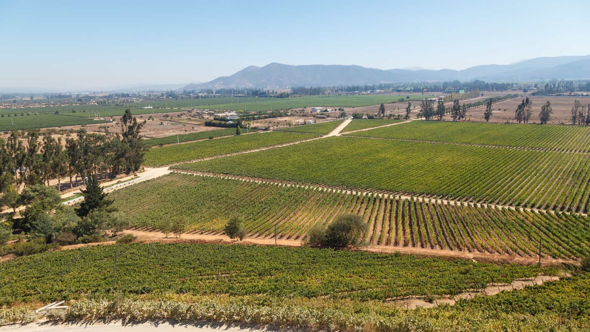 A beautiful scenic view of the Casablanca Valley in Chile, with rolling hills covered in neat rows of grapevines belonging to the Viña Indómita vineyard. In the foreground, the modern, white headquarters building of the winery sits prominently on a hilltop, overlooking the expansive valley.