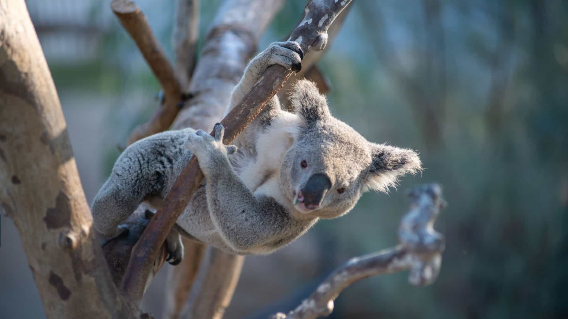 A koala, a gray, fuzzy marsupial, is perched in the fork of a eucalyptus tree at the San Diego Zoo. It appears to be awake, clinging securely to the branch.