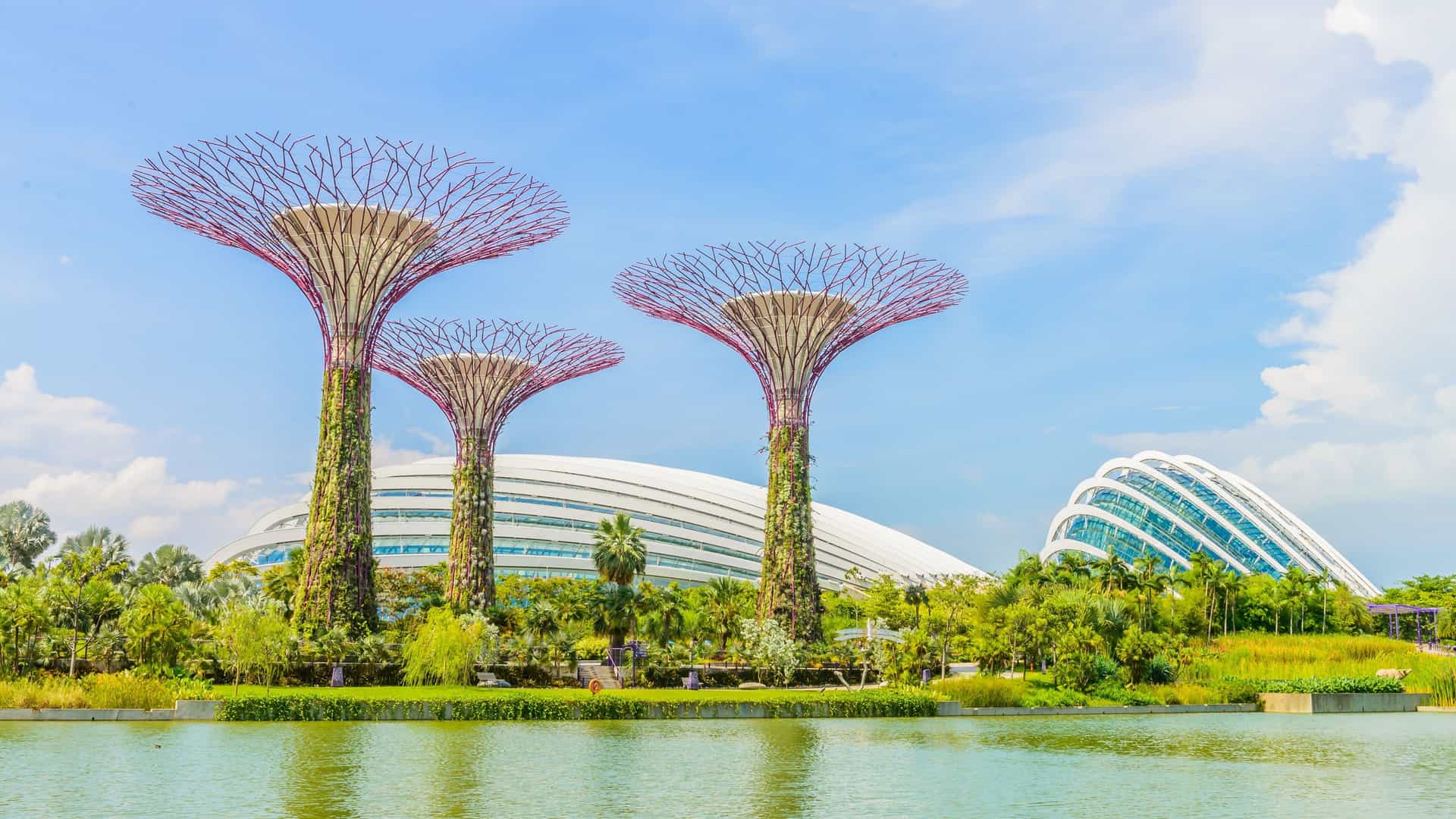 A scenic view of the Supertree Grove at Gardens by the Bay in Singapore, featuring multiple towering, tree like vertical garden structures, with the OCBC Skyway pedestrian bridge suspended between two of the Supertrees. The futuristic architecture is covered in lush plant life and is viewed under daylight.