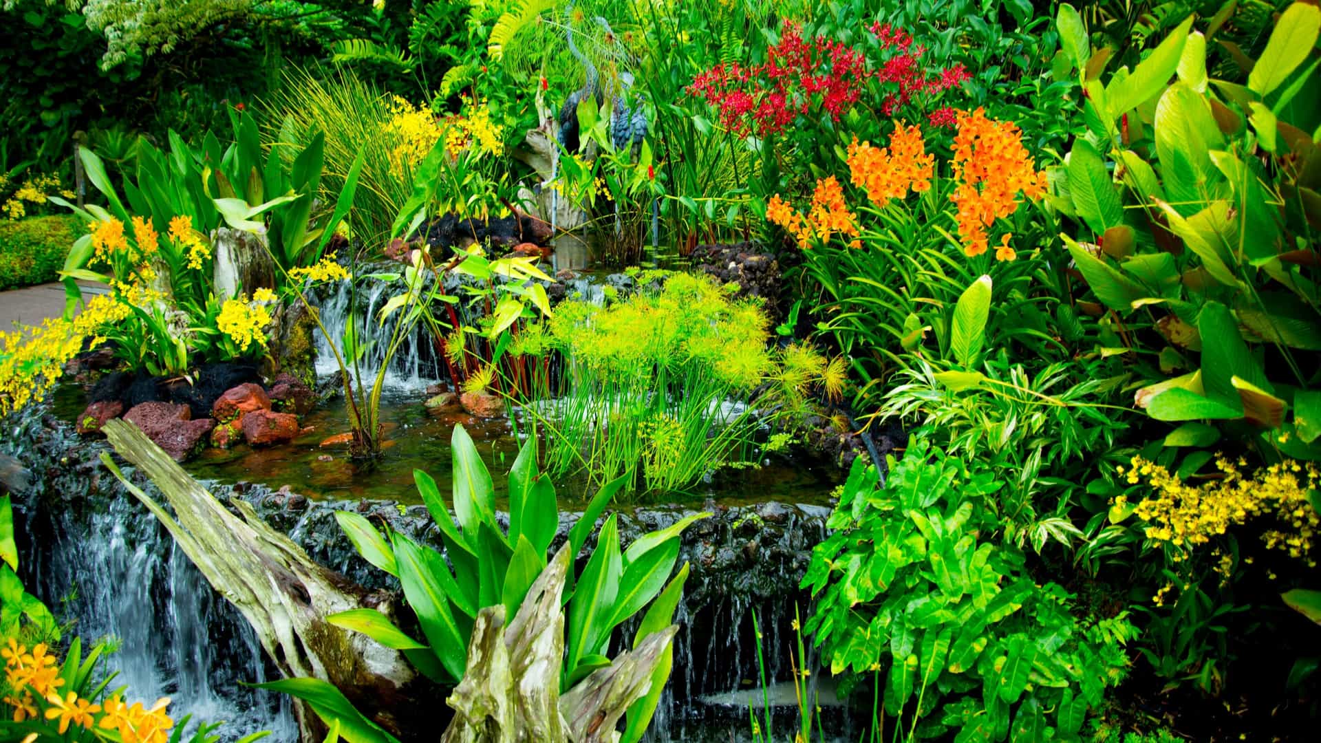 A bright, lush photo showing a scenic pathway and landscaped arches covered in abundant yellow and orange 'Golden Shower' or 'Dancing Lady' orchids (Oncidium Goldiana) at the National Orchid Garden in Singapore. The dense floral display creates a vibrant tunnel effect under the tropical light.