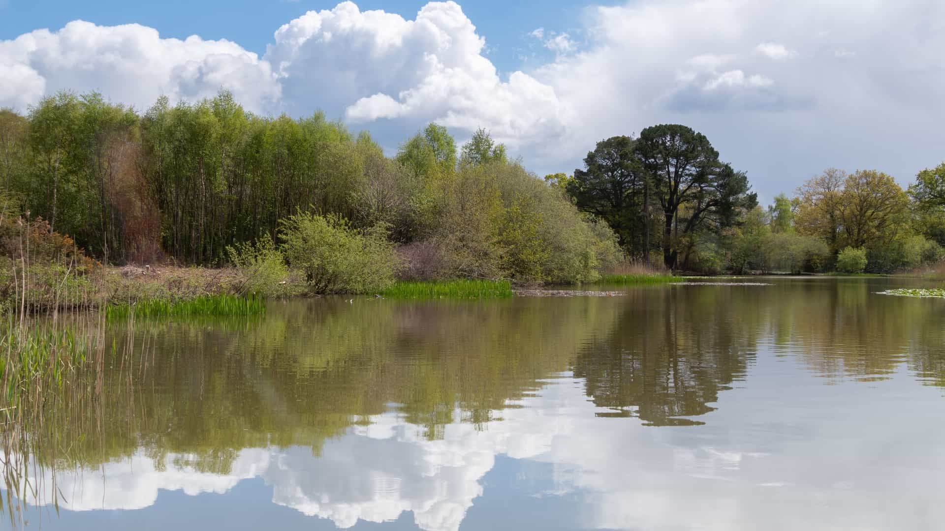 A serene view of the Ornamental Lake on Southampton Common, showing a body of water surrounded by dense, mature trees and foliage. The surface of the lake is calm, reflecting the trees and sky, with a natural, wooded path visible along the bank.