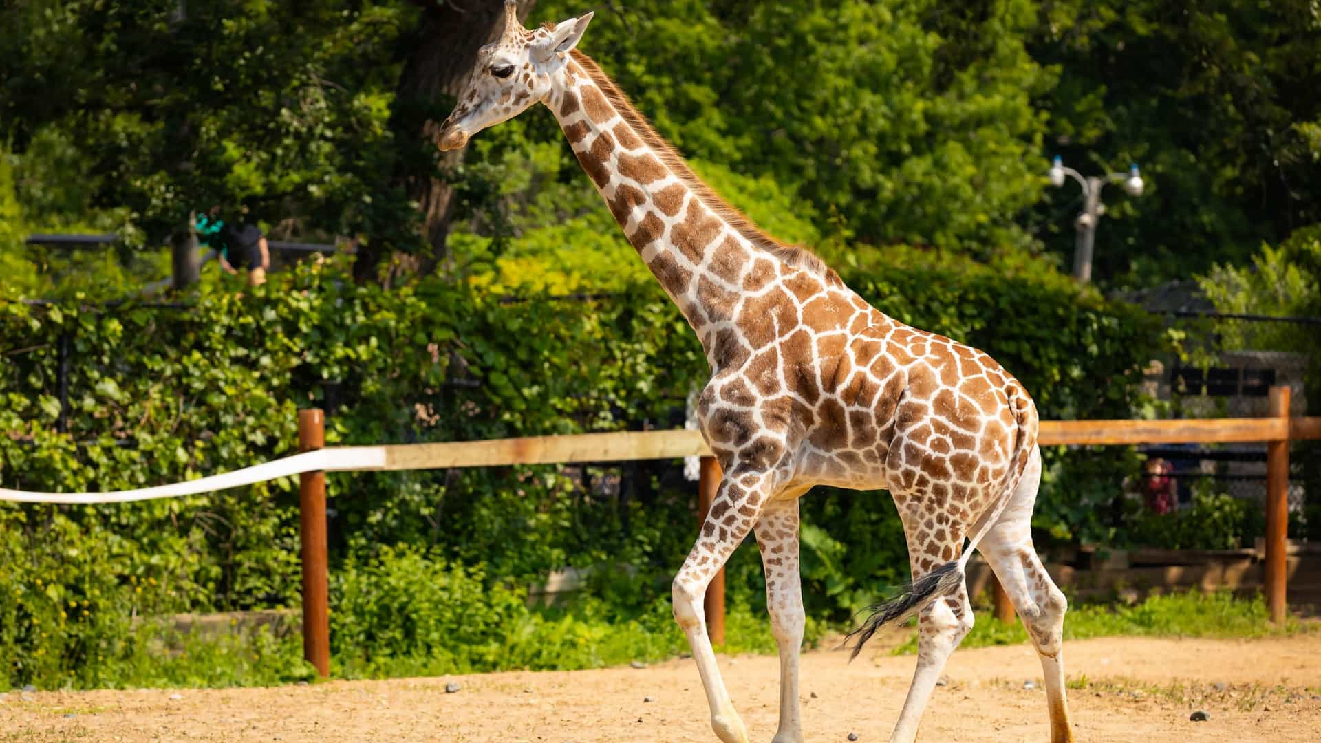 A heartwarming close up of a baby Reticulated giraffe at the Como Zoo, showing its large, dark eyes and distinctive spotted coat pattern, likely standing next to its mother.