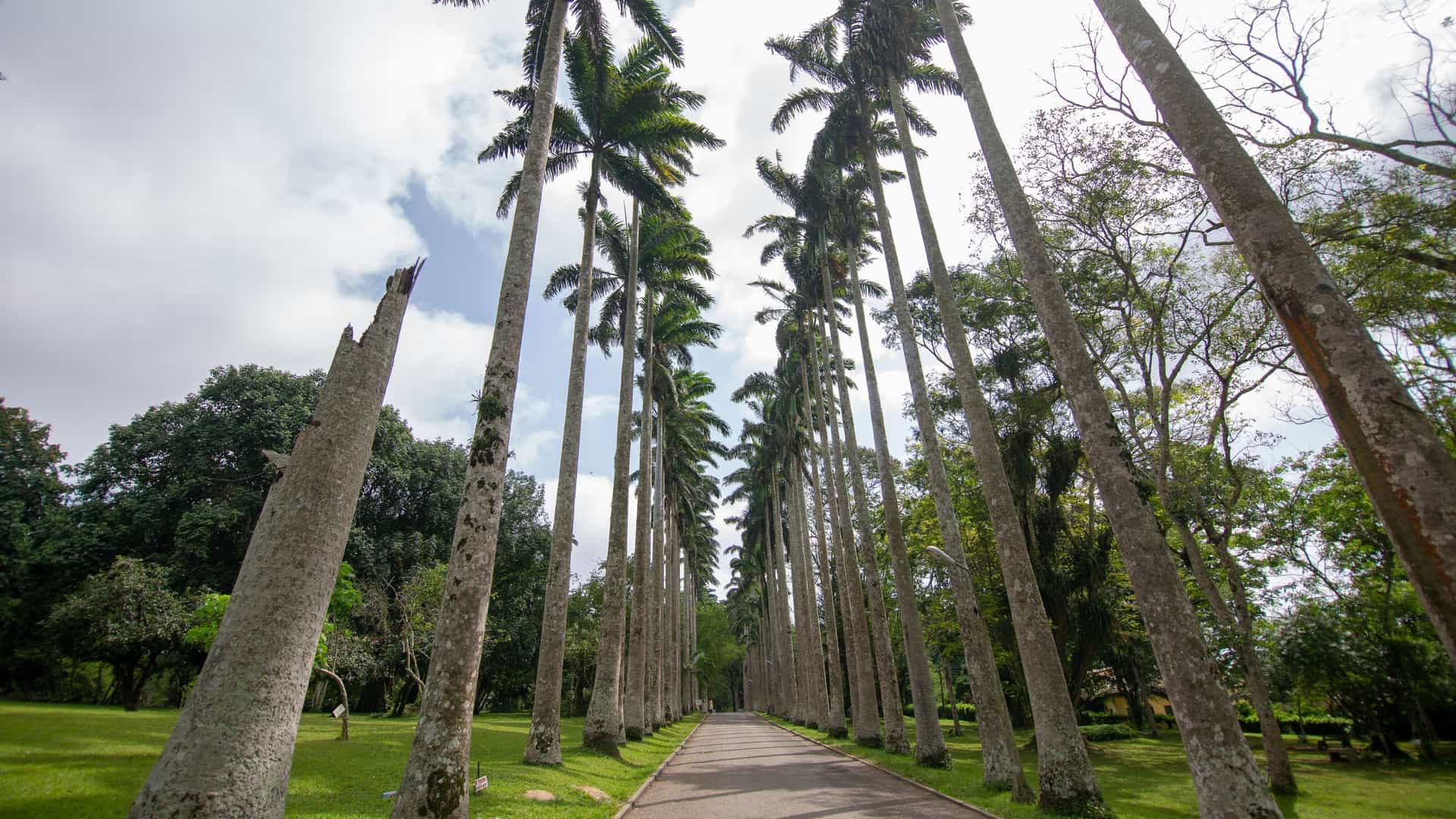 An aerial landscape shot of the Aburi Botanical Gardens in Ghana. The image captures the lush, dense green canopy of the gardens and the surrounding hills, with what appears to be a paved or dirt road winding through the vegetation. The elevated perspective highlights the vast area and tranquil, forested environment of the park.