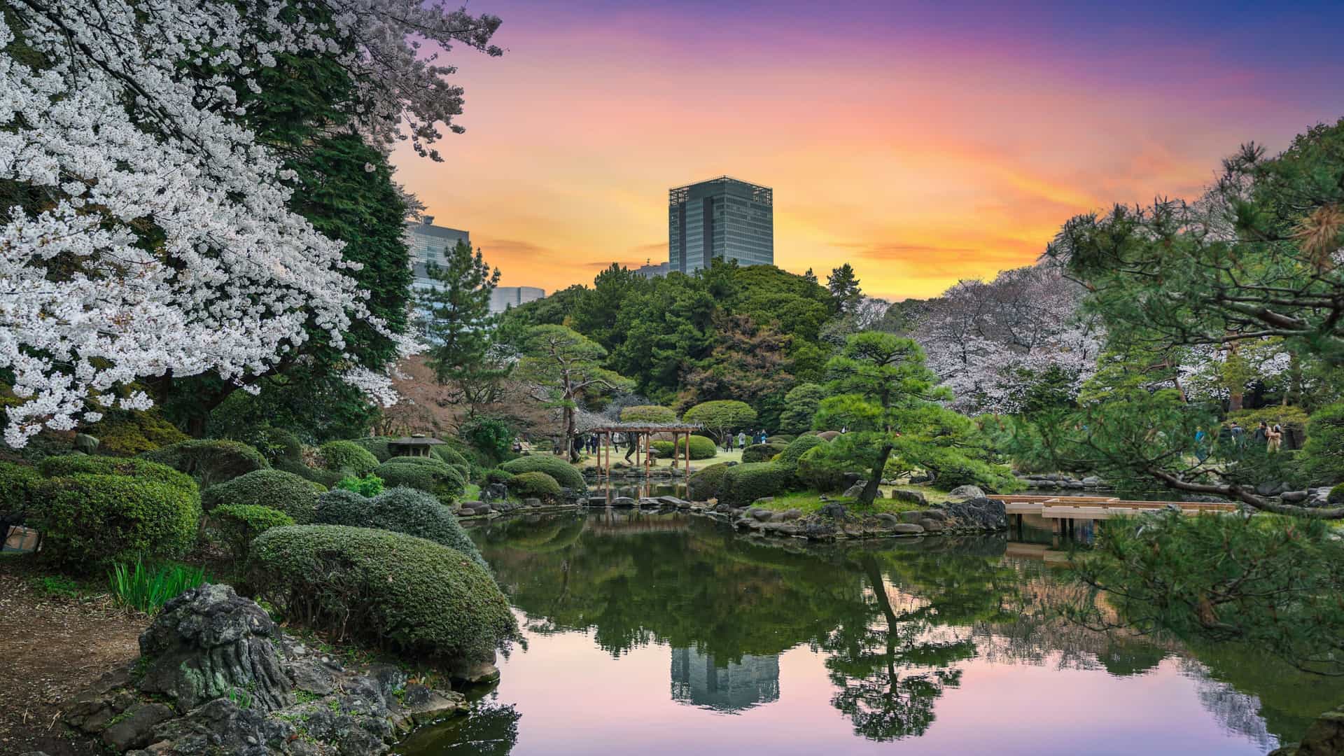 A scenic view of the Shinjuku Gyoen National Garden in Tokyo, with multiple varieties of cherry trees in full, pink and white bloom, set against a wide, green lawn. People are visible relaxing and walking on the grass, enjoying the hanami (cherry blossom viewing) season.