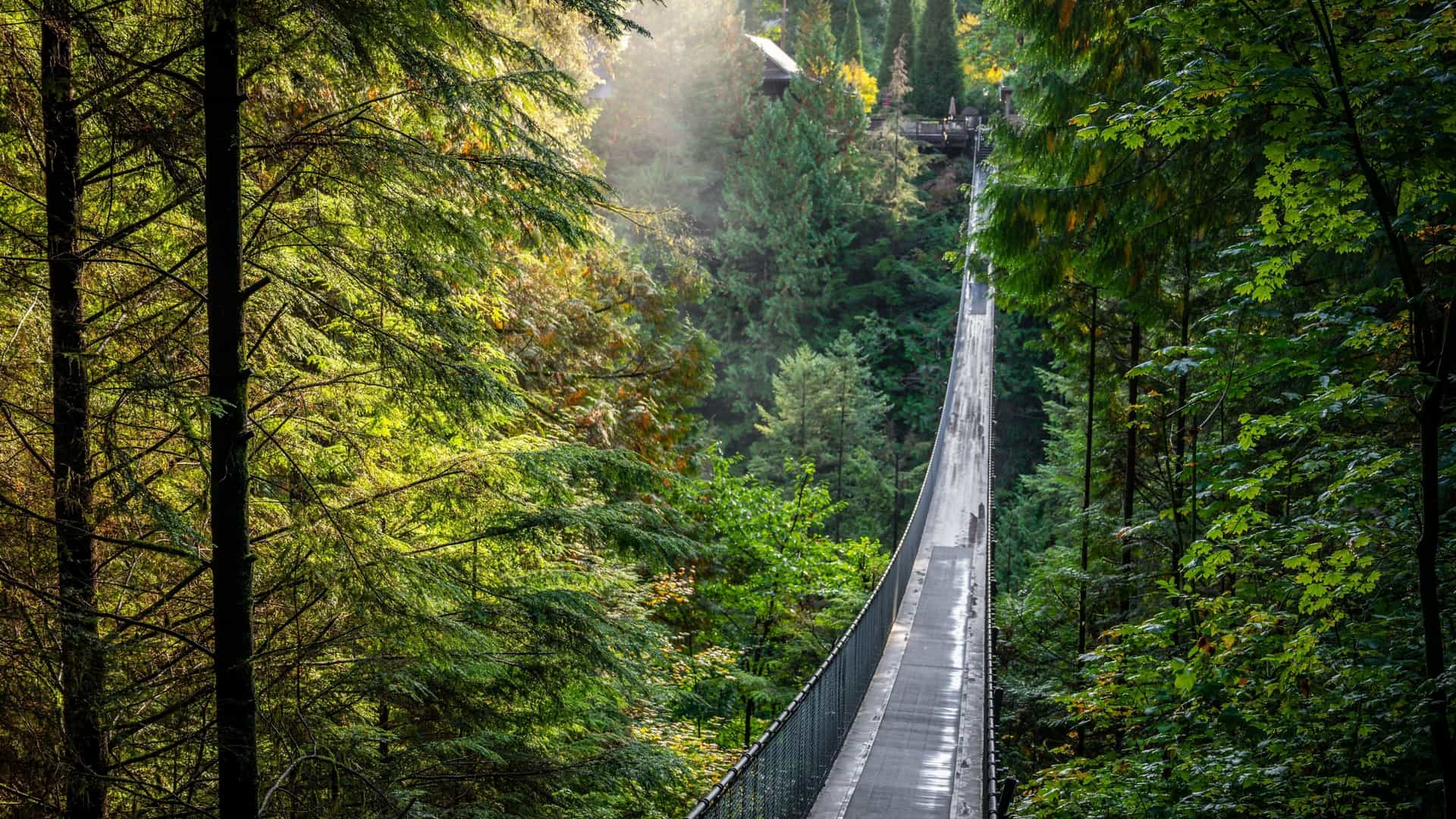 An adventurous, eye level view of the Capilano Suspension Bridge in North Vancouver, British Columbia, Canada. The image shows people walking across the long, narrow bridge, which is suspended high (70 meters/230 feet) above the Capilano River canyon. The scene is enveloped by the dense, lush West Coast temperate rainforest, with towering Douglas fir trees surrounding the structure, emphasizing the thrill and natural beauty of this popular tourist