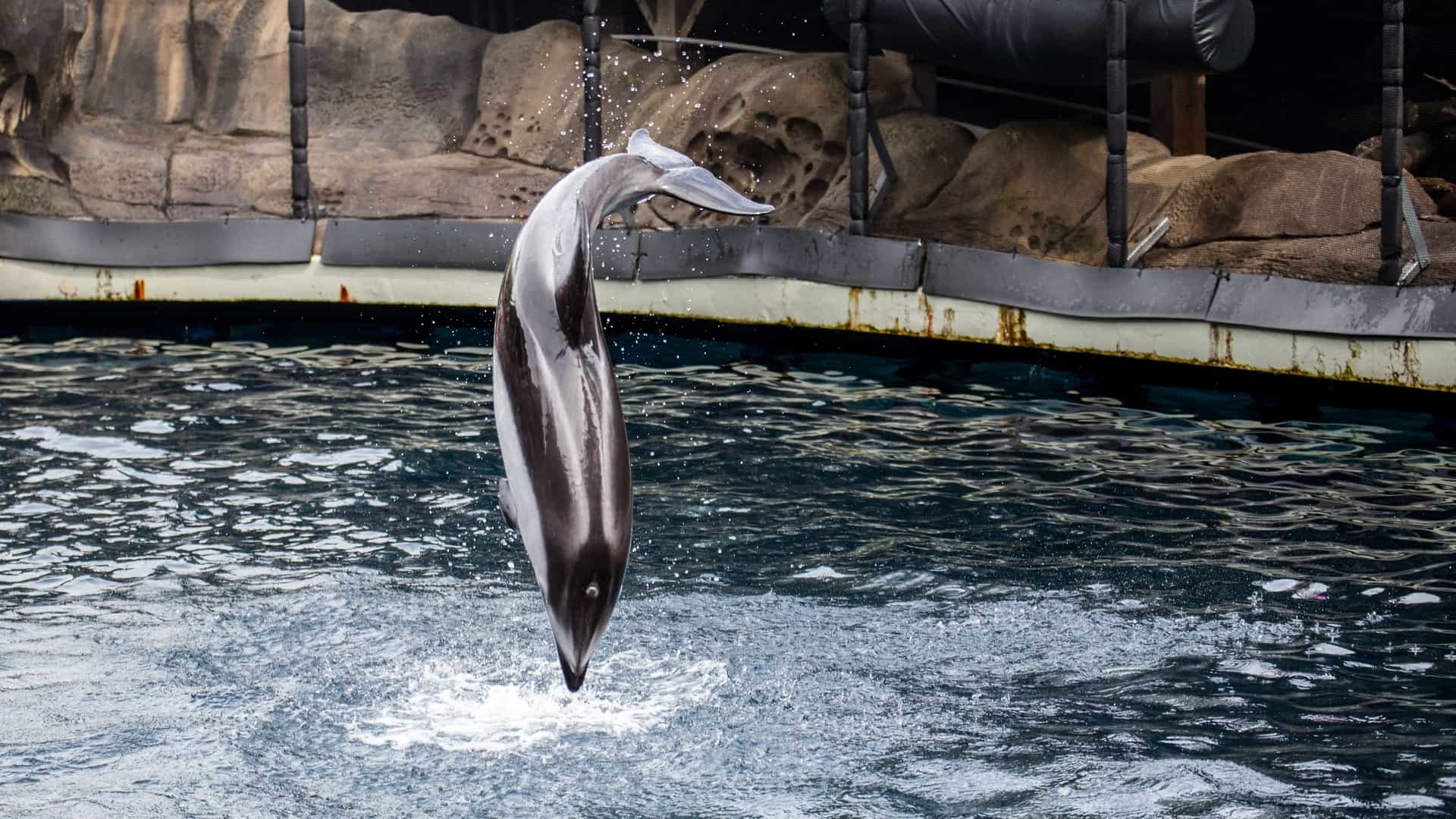 A California Sea Lion, a rescued marine mammal ambassador, performs a behavior or interacts with a trainer in its aquatic habitat at the Vancouver Aquarium. Spectators are visible in the background, watching the live show or training session around the water's edge.