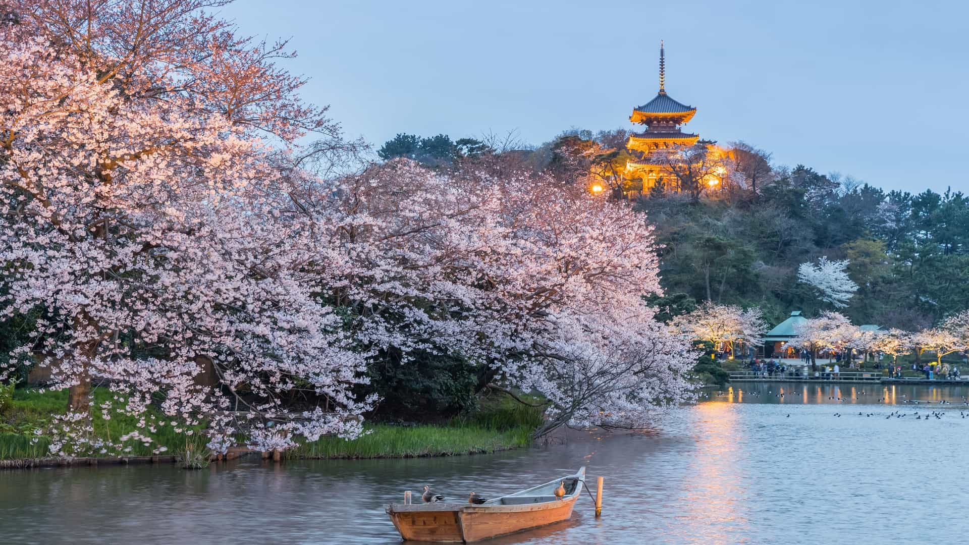 A traditional and typical Japanese style garden in Yokohama's Sankeien Garden, captured during the Sakura (cherry blossom) season with a nighttime light up illumination. The photo features the historic architecture and blooming trees in a beautiful, scenic landscape.