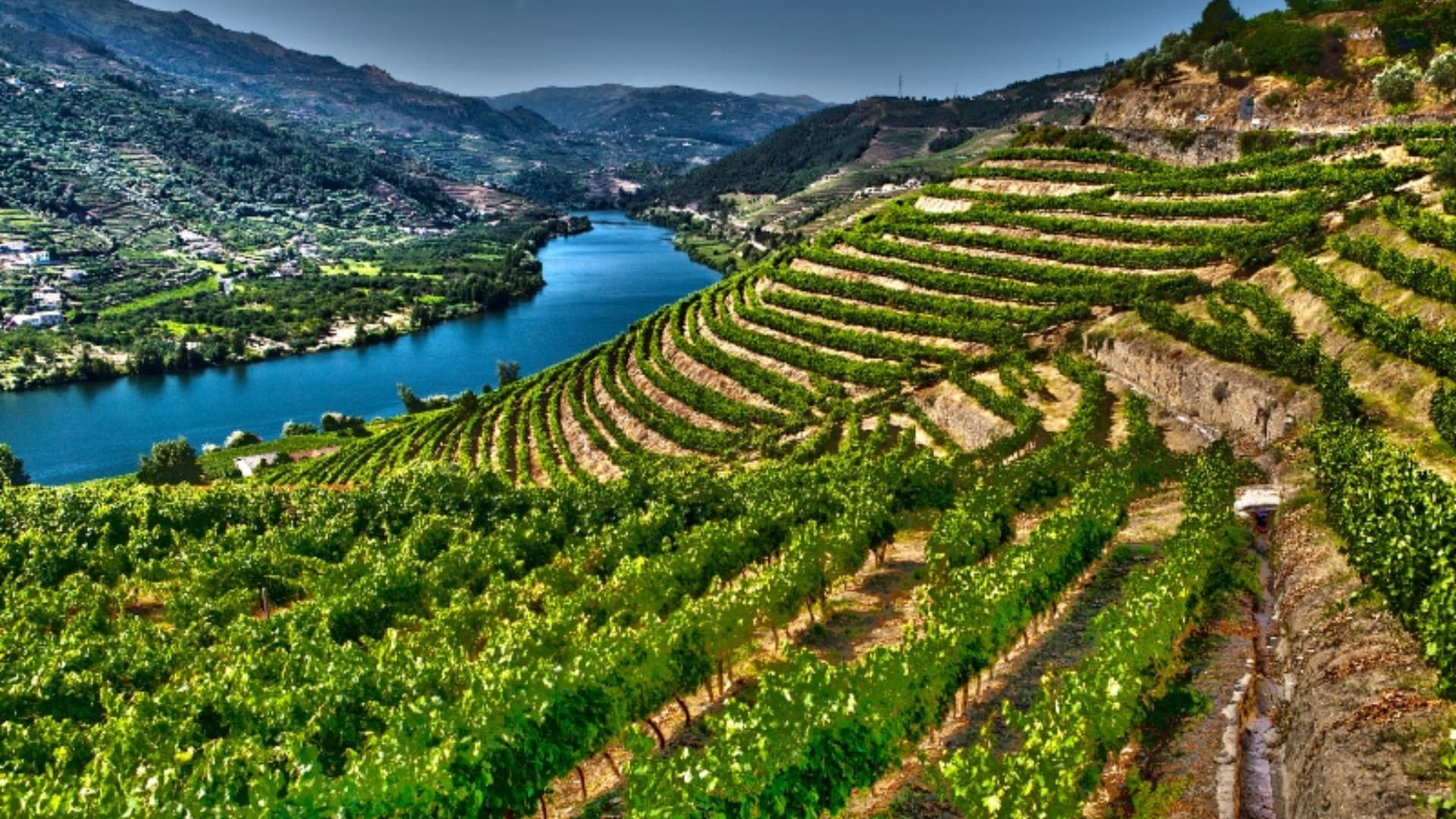 An iconic landscape view of the Douro Valley in Portugal, featuring the deep blue Douro River winding through steep hillsides. The hills are covered with a series of terraced vineyards, creating a striking pattern of green vines and earthy tones. The image captures the unique topography and agricultural heritage of the Douro region, famous for its wine production.