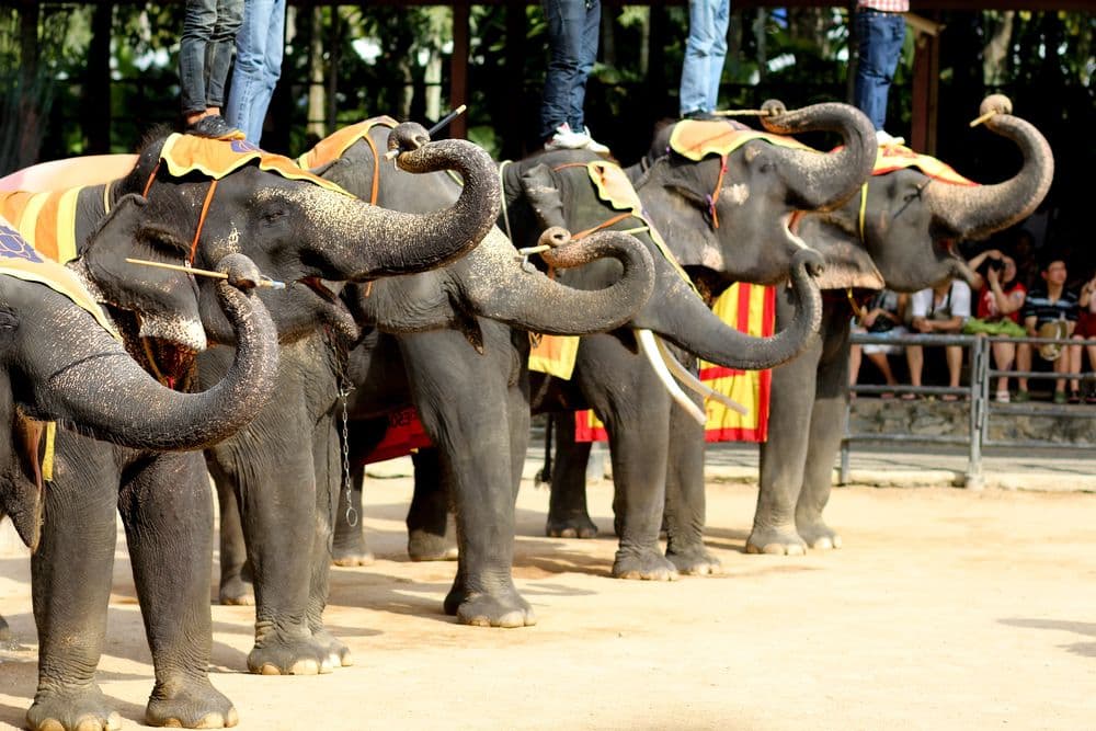 Elephant Show Thailand