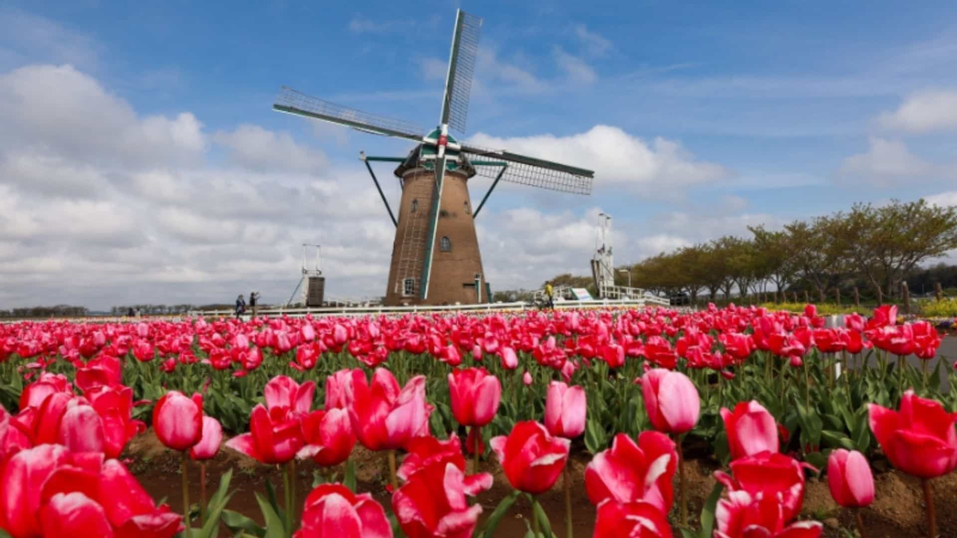 A beautiful, vibrant red tulip field in the Netherlands, a prominent feature of the European river cruise region. In the middle of the field, a traditional Dutch windmill with its large sails stands against a bright blue sky dotted with fluffy white clouds. The image captures the iconic springtime landscape of the Netherlands, a highlight for many visitors to this European region.