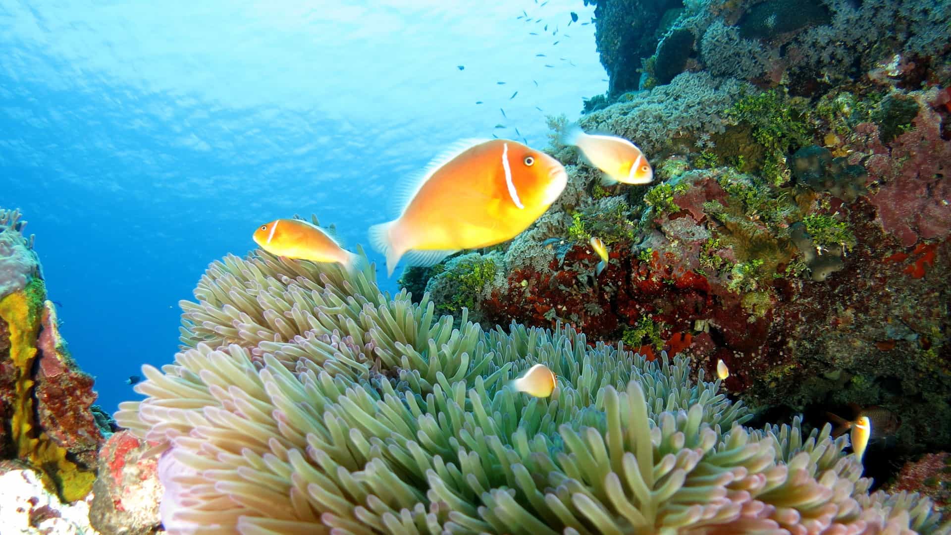 An underwater photograph of a vibrant coral reef in Pohnpei, Micronesia. The foreground features a large, light-colored sea anemone with several orange clownfish swimming around it. The clownfish have distinctive white bands outlined in black. Behind the anemone, colorful coral formations are visible, with smaller fish swimming in the distance. The sun's rays filter through the clear, blue water from the surface above, showcasing the rich biodiversity of the Micronesia region.