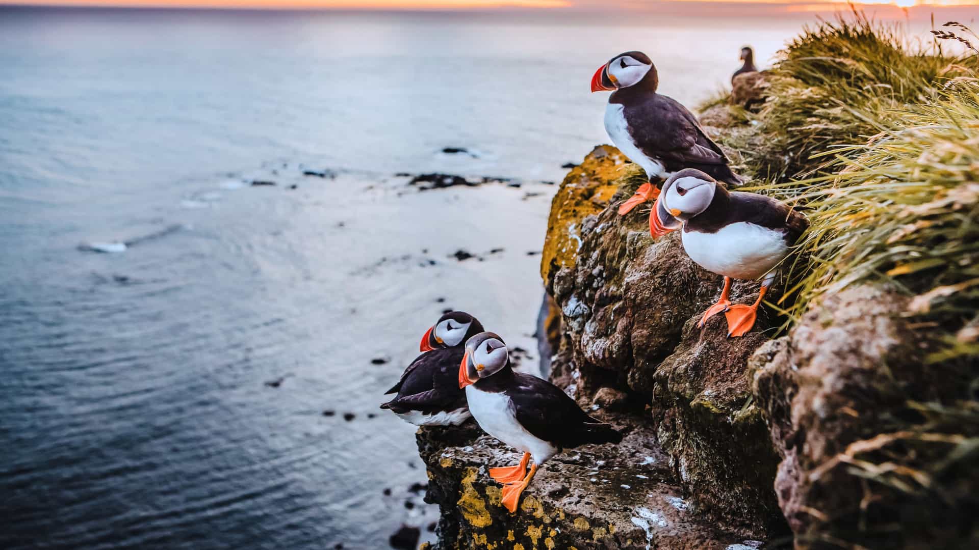 Explora journey view of Atlantic puffins perched on a coastal cliff at sunset in Iceland, Northern Europe and Greenland.