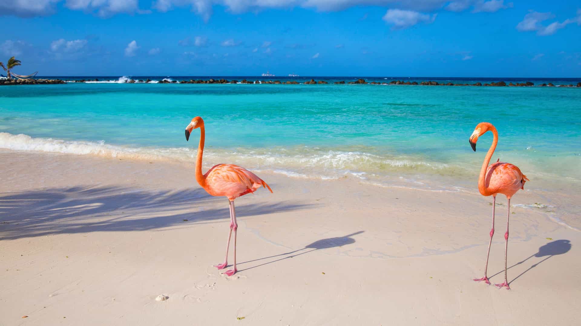 Explora journey view of pink flamingos standing on a white sand beach with turquoise water in the Southern Caribbean.