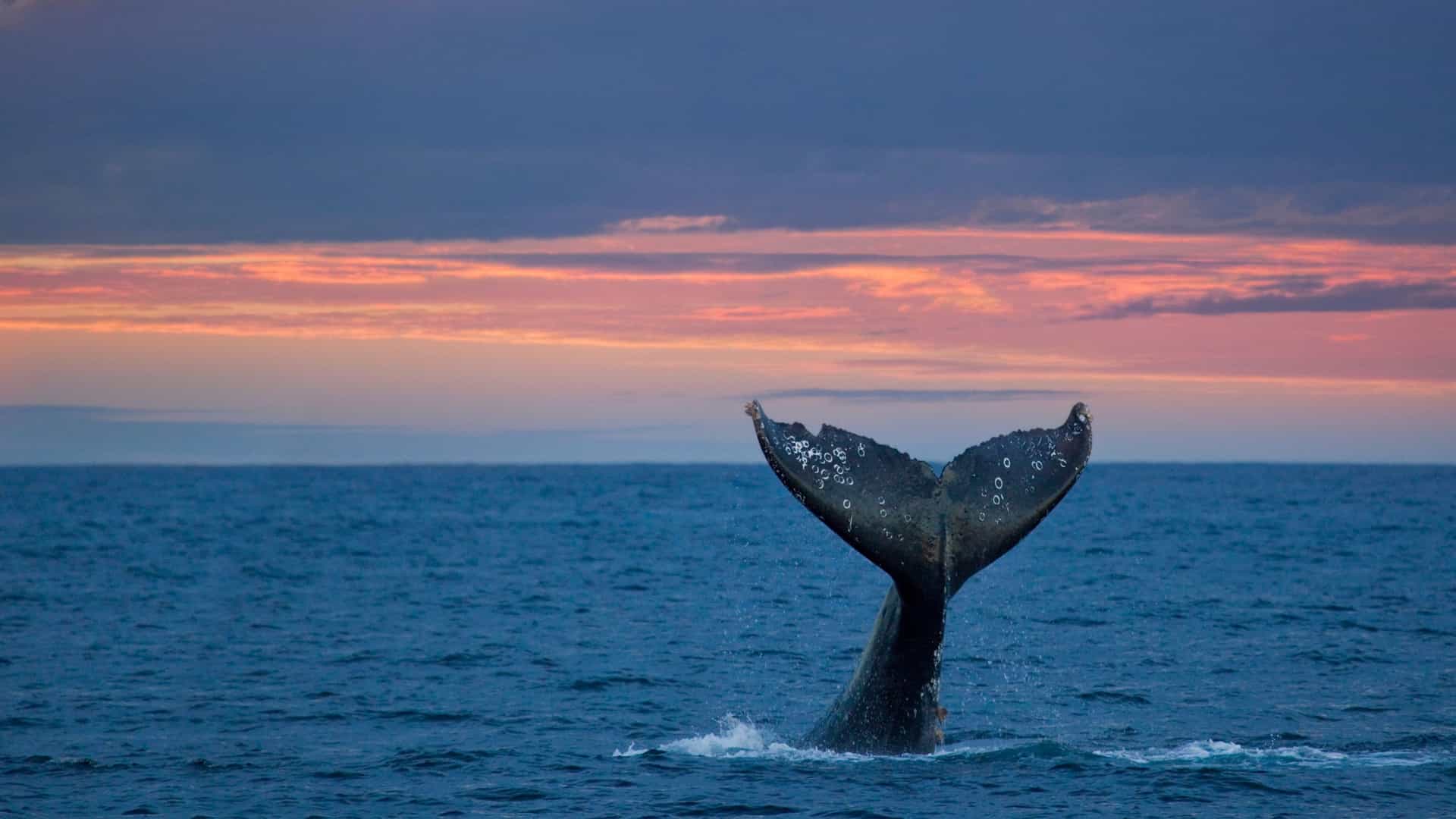 Gray Whale's tail above the water's surface at sunset.
