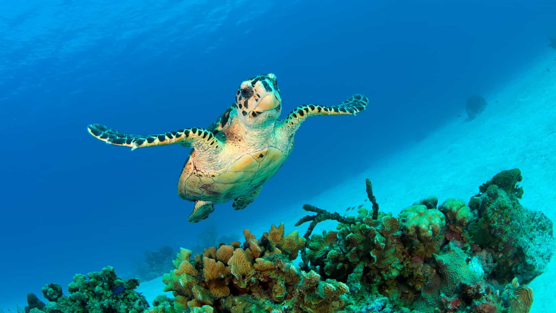 Hawksbill sea turtle and coral underwater in the Cayman Islands.