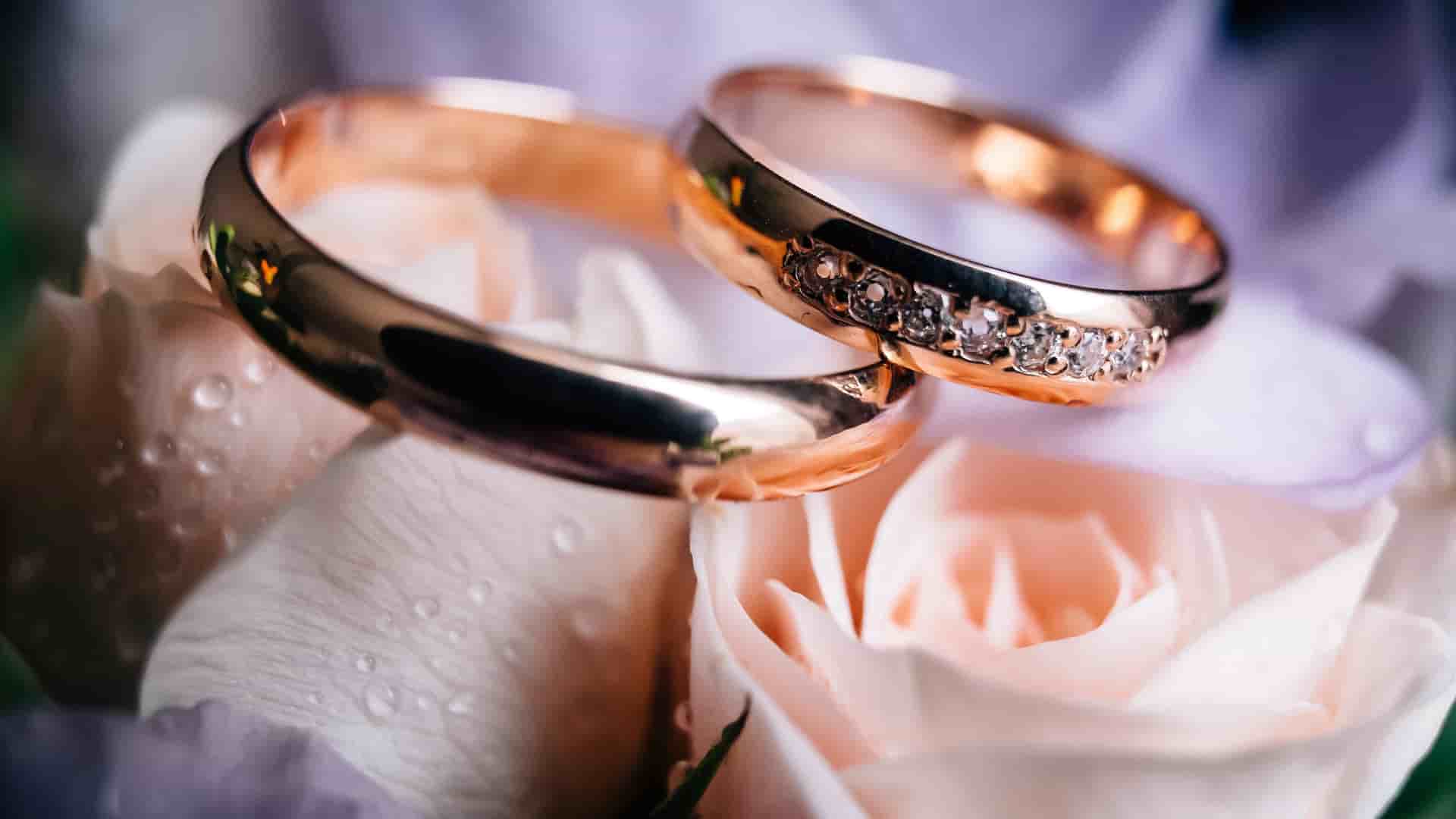 Two rose gold wedding bands rest on soft pink rose petals with delicate water droplets.