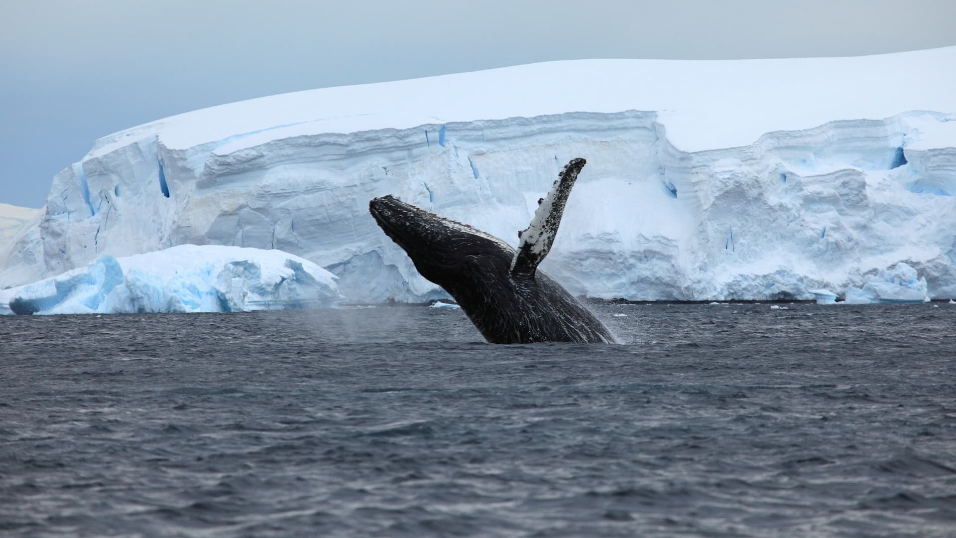 Humpback whale breaching in Antarctic waters with massive blue ice shelf in background during whale-watching season.